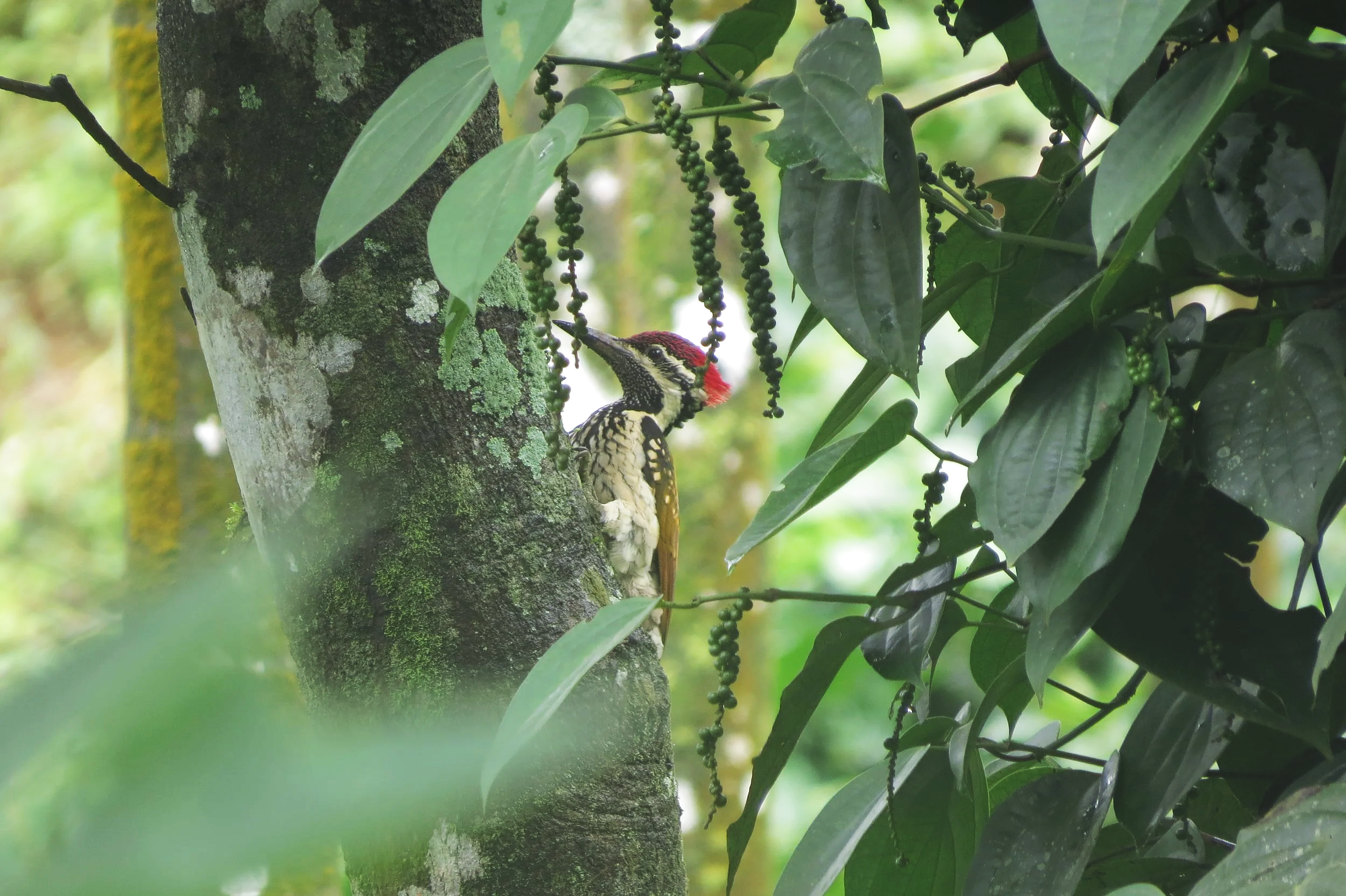 Greater flameback and pepper, Silent Valley