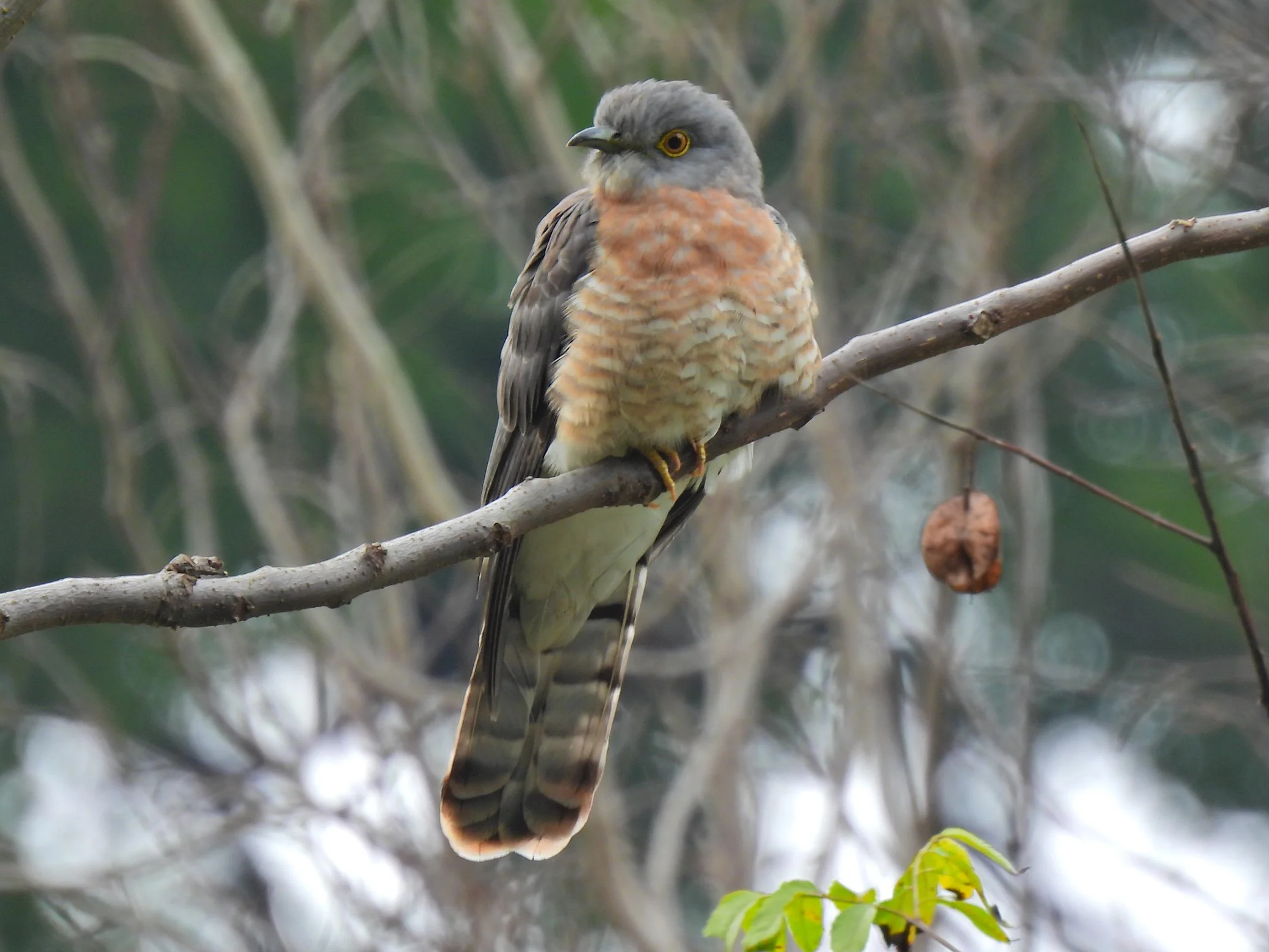 Hawk cuckoo, Lucknow