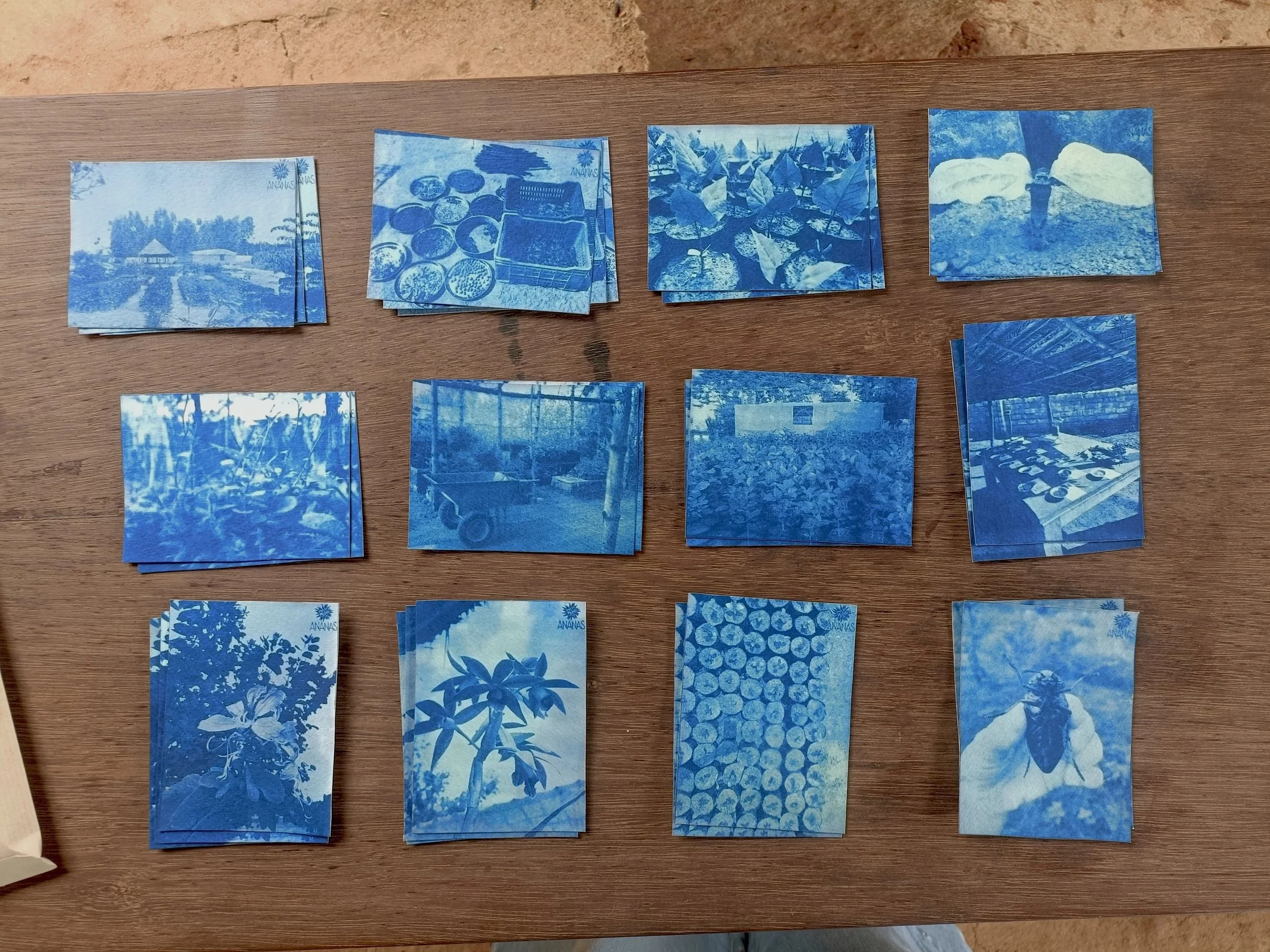 Prints for Ananas Nursery, cyanotype on 25% cotton paper
