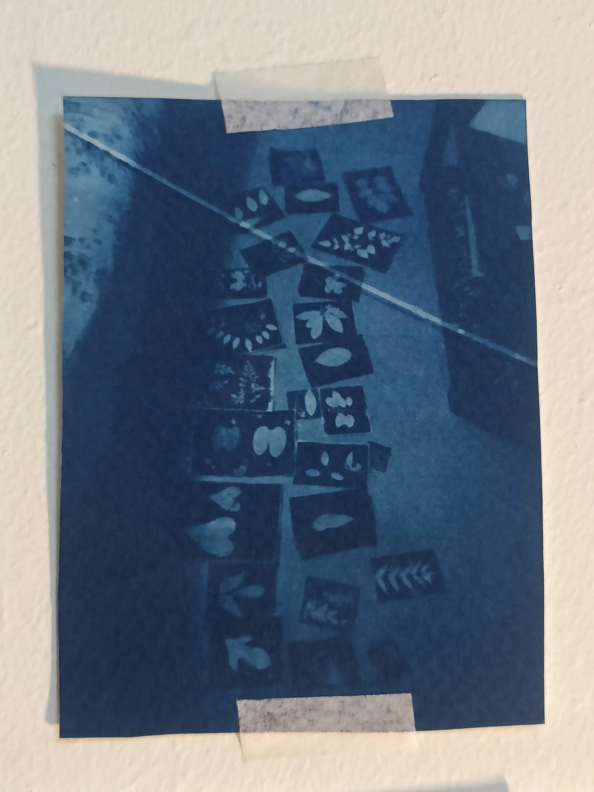 'Cyanoype prints', cyanotype on 25% cotton paper