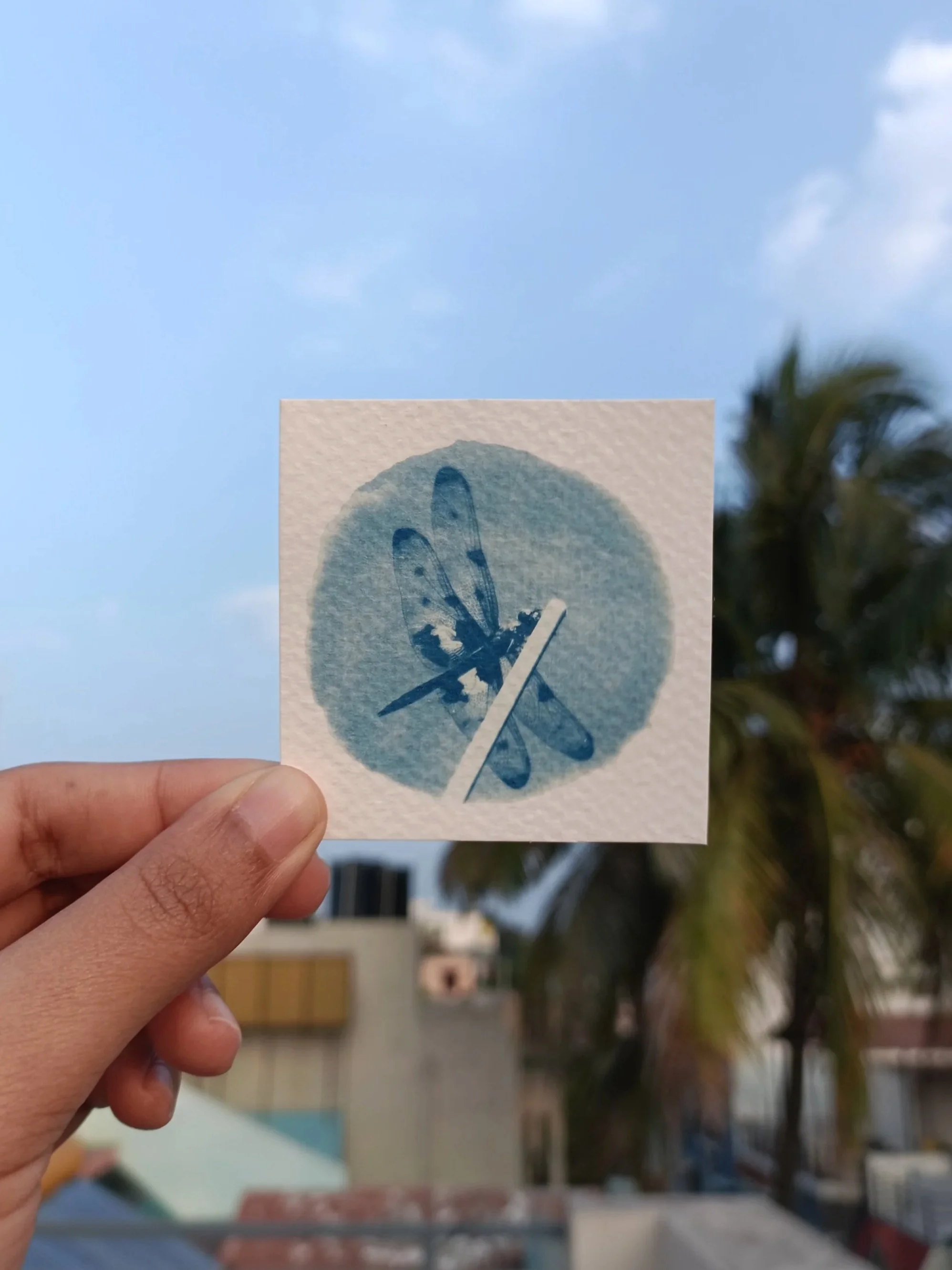 'Variegated flutterer', cyanotype on 50% cotton paper