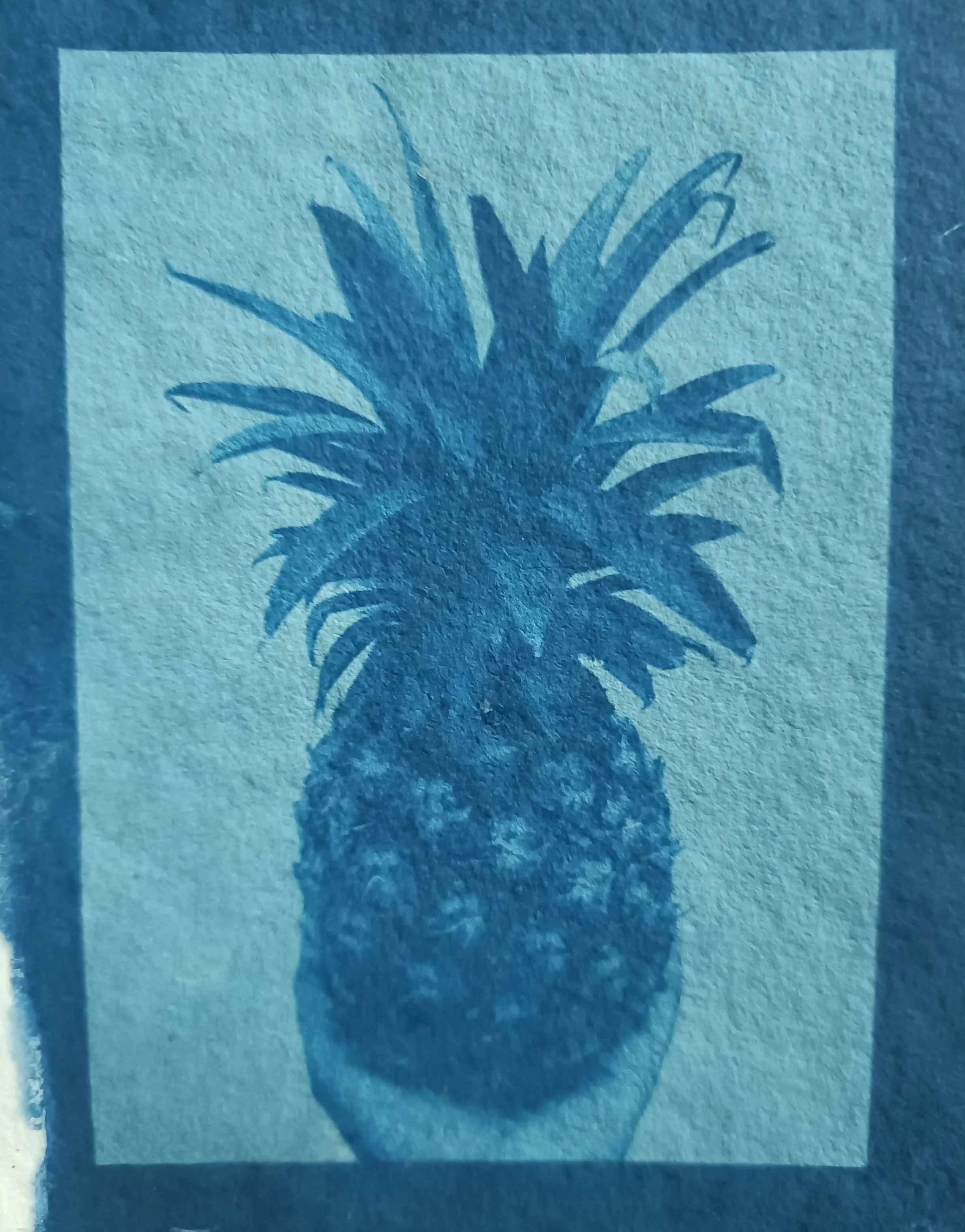 'Ananas', cyanotype on 100% cotton paper
