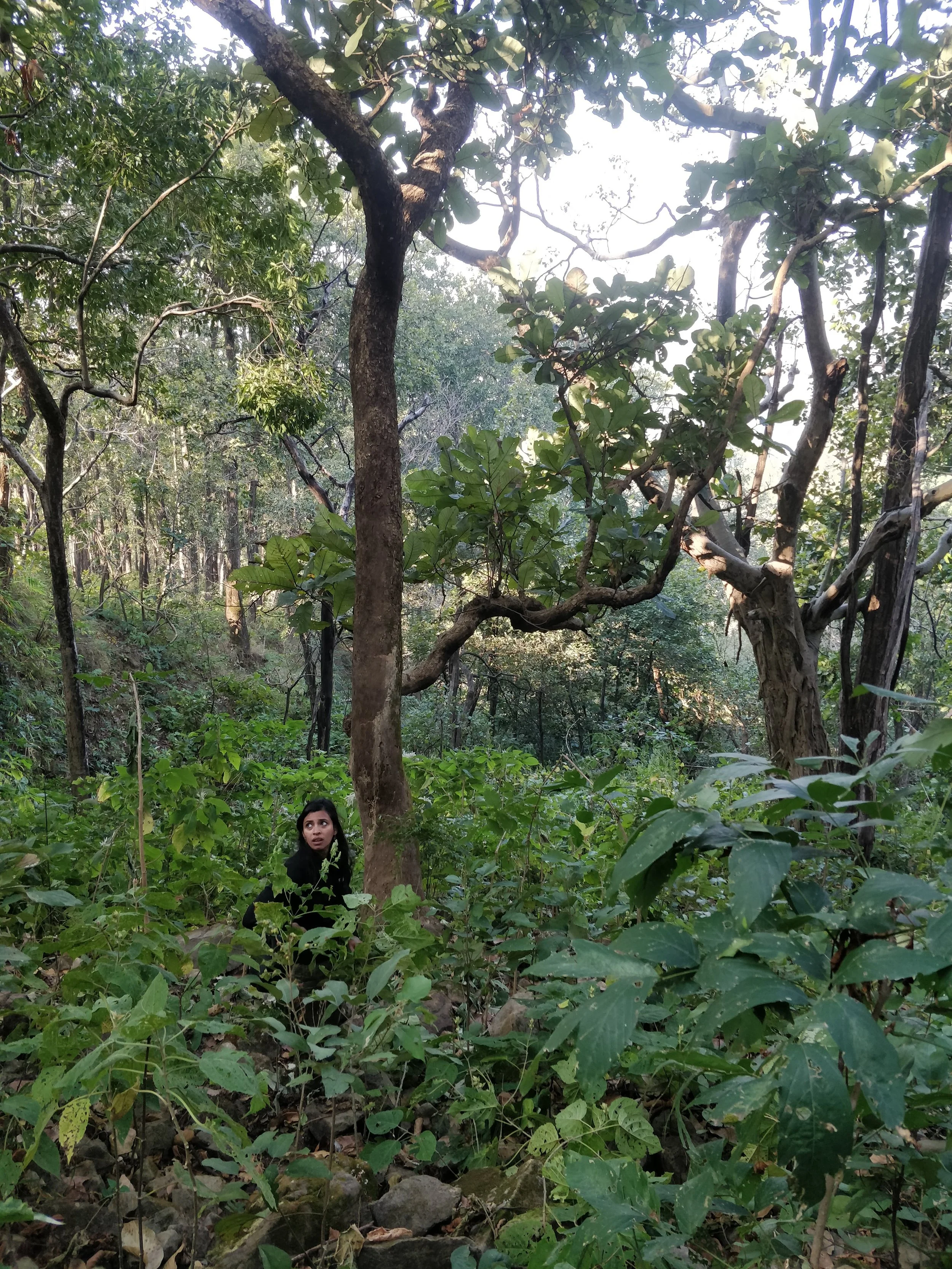 Sal forests bordering site