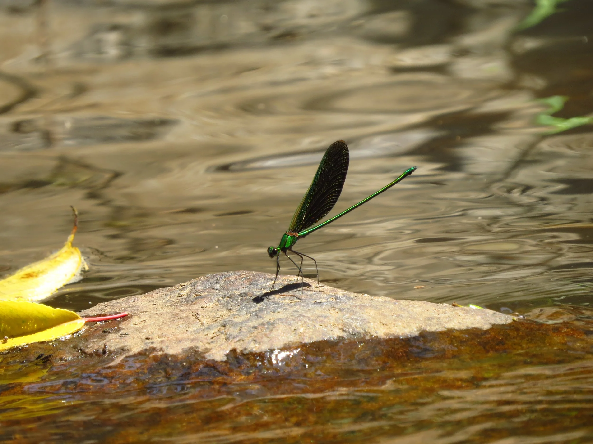 Stream glory damselfly (Neurobasis chinensis)