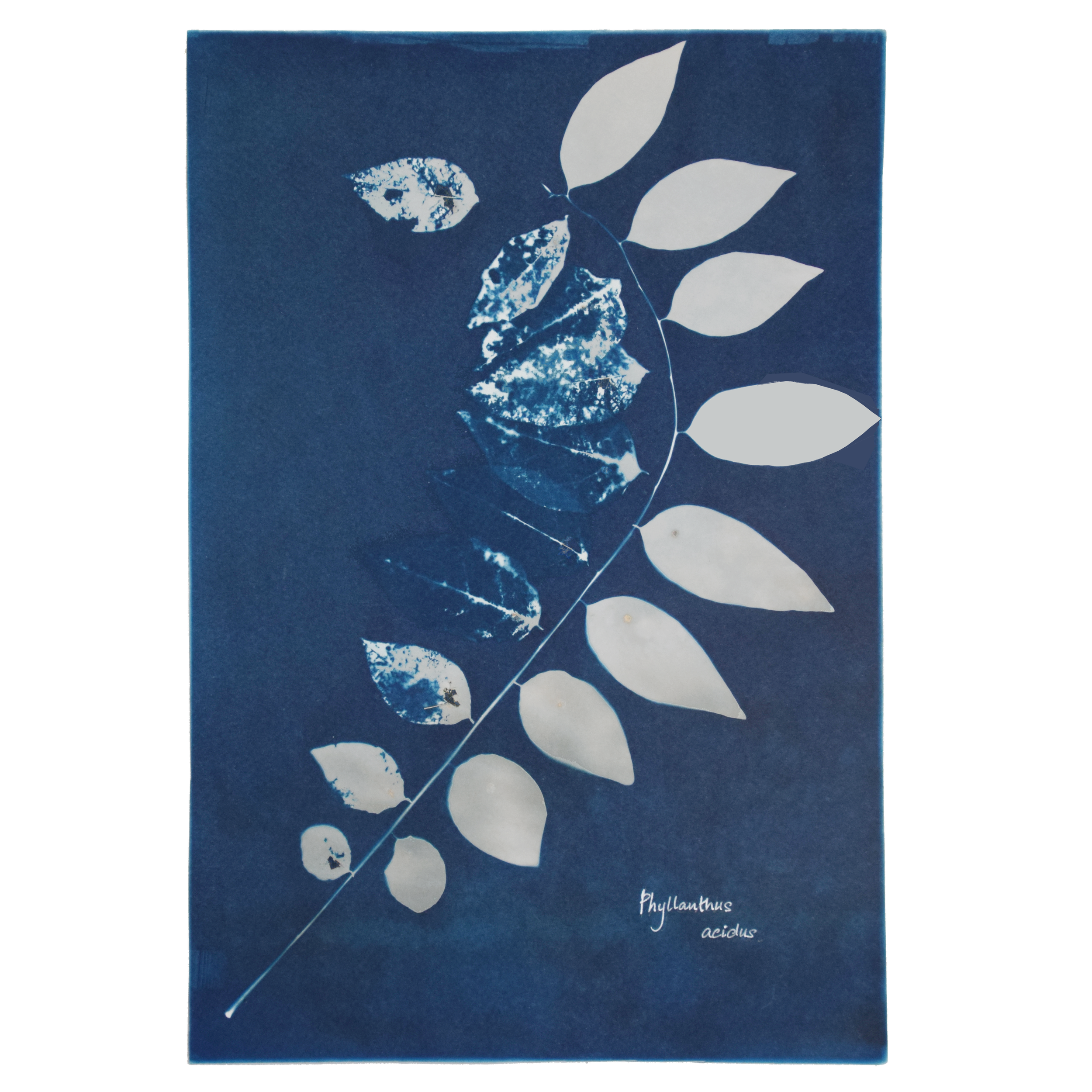 Phyllanthus acidus (Star gooseberry) // Leaves simple, alternate, distichous, ovate or lanceolate with rounded base and acute apex; displays phyllanthoid branching