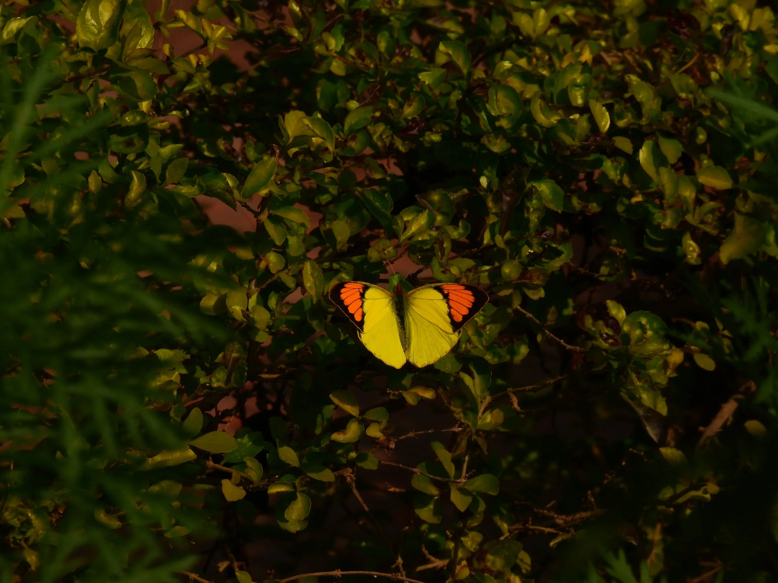 Yellow-orange tip, Pune