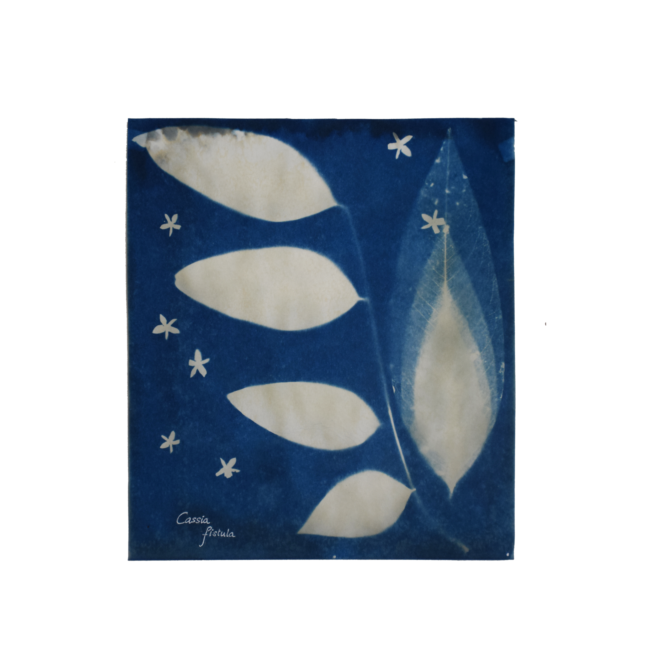 Cassia fistula (Golden shower tree) // Leaves pinnately compound, alternate, ovate-lanceolate