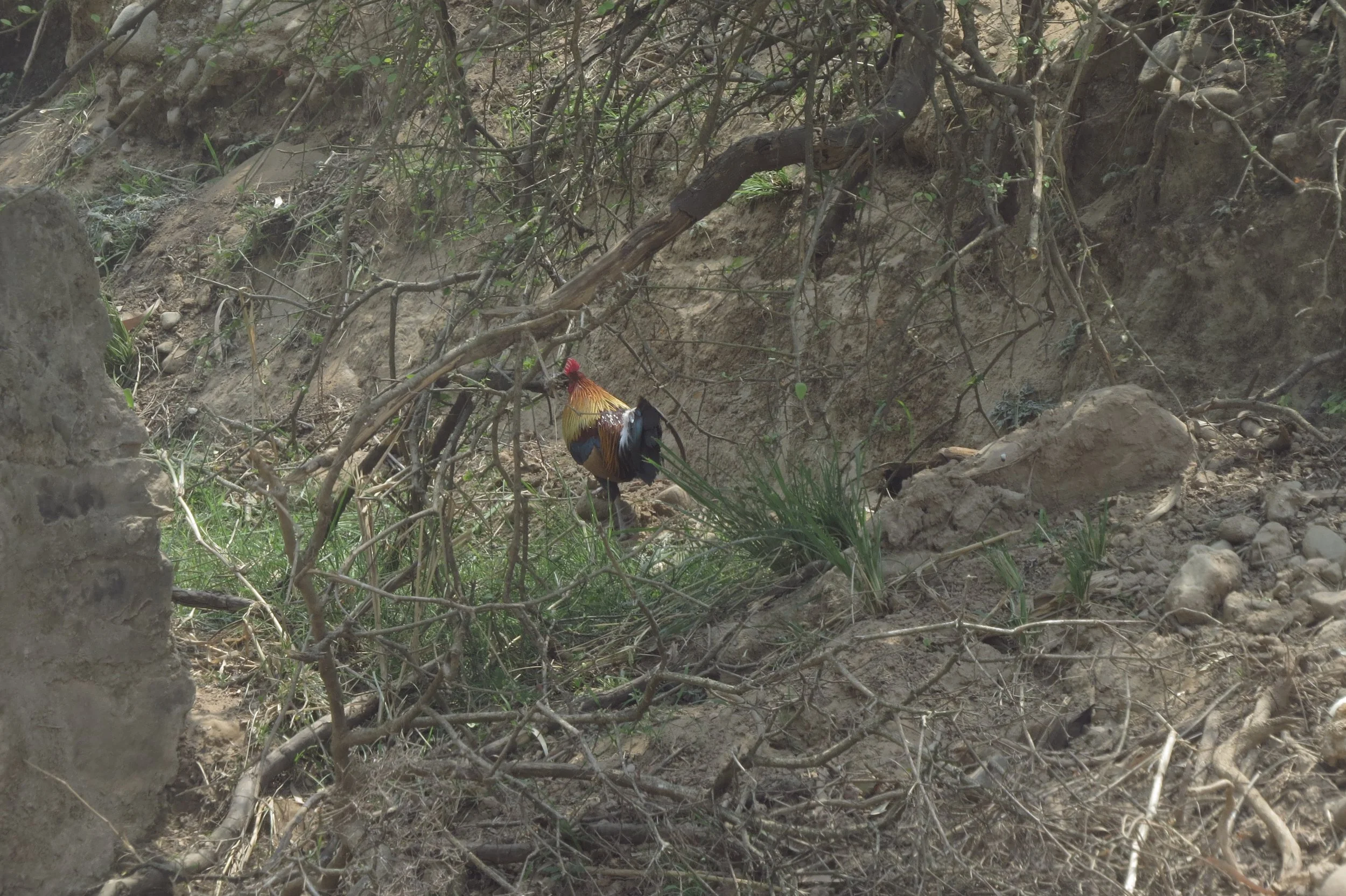 Jungle fowl