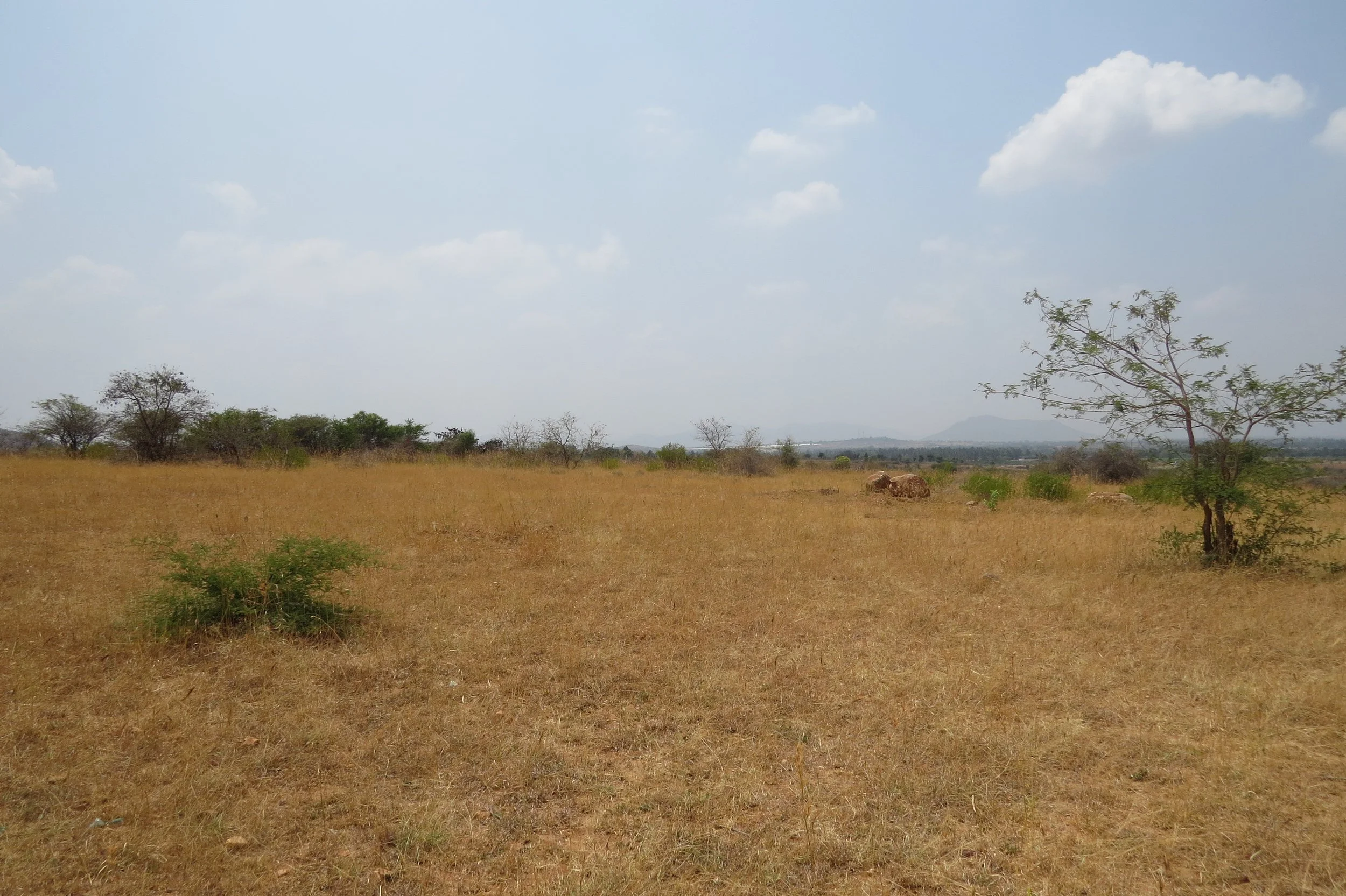 View of land - savanna