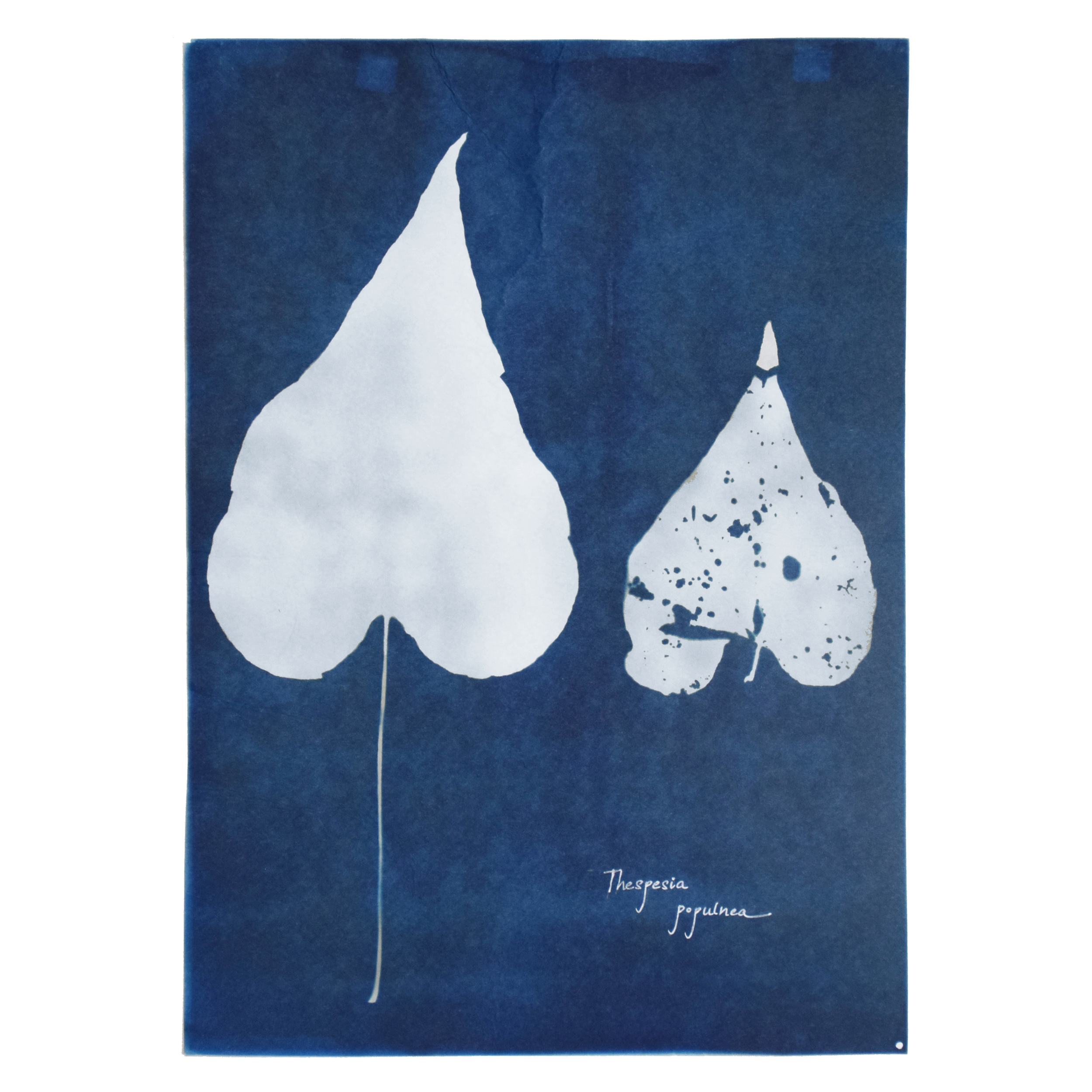 Thespesia populnea (Portia) // Leaves simple, alternate, spiral, cordate or broadly ovate, acuminate apex and long petiole