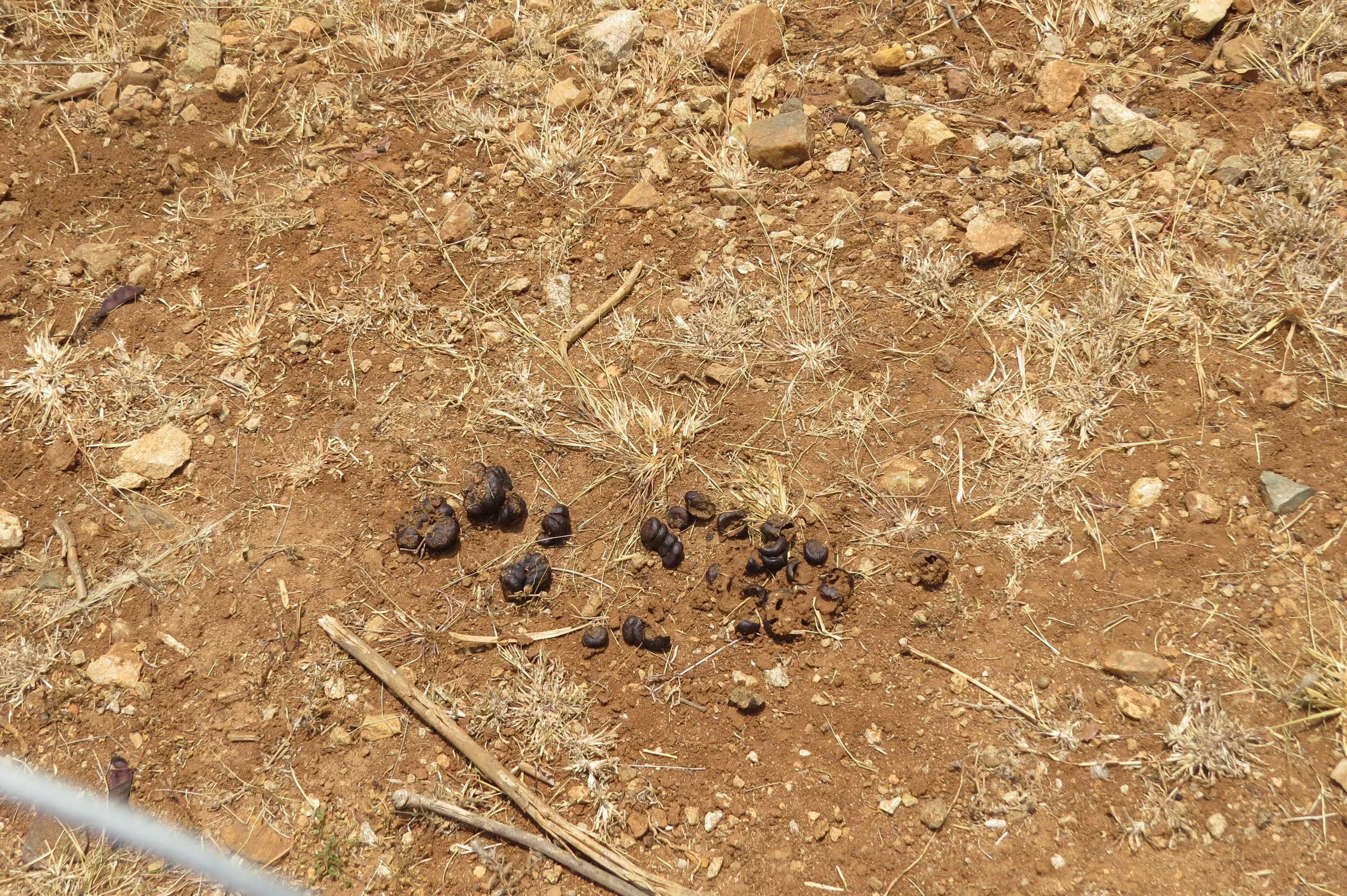 Deer droppings
