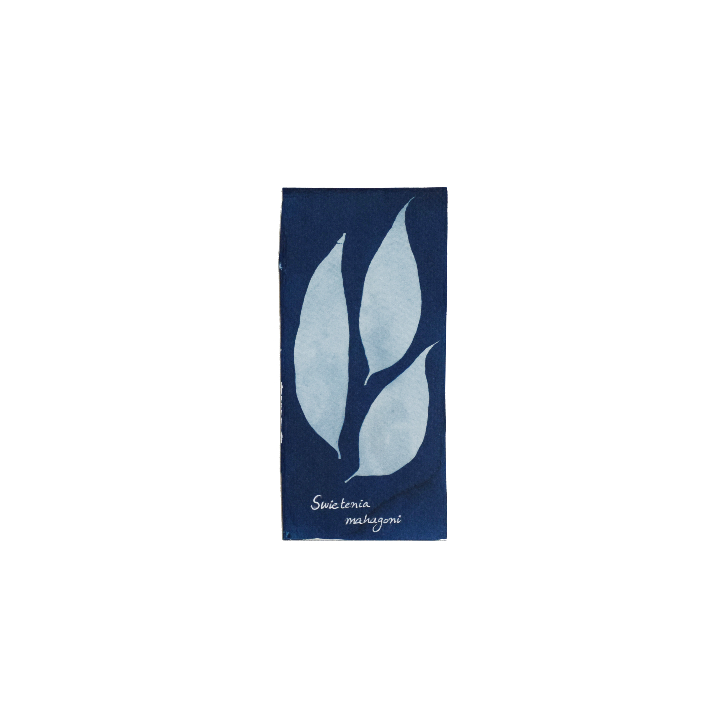 Swietenia mahagoni (Small-leaved mahogany) // Leaves compound, pinnate, alternate, ovate to elliptic or lanceolate, falcate (sickle-shaped) leaflets with oblique base and acuminate tip