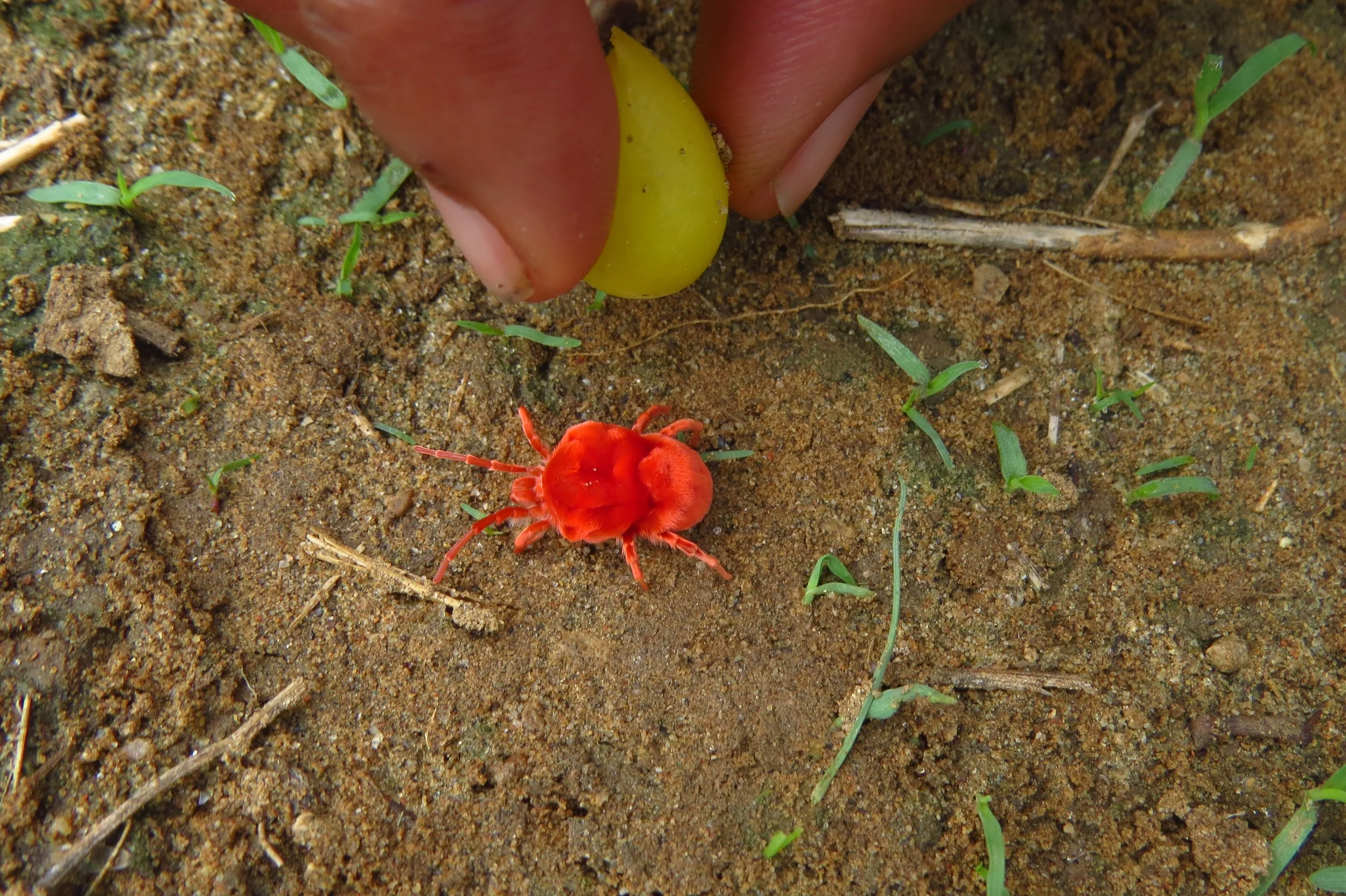 Red velvet mite