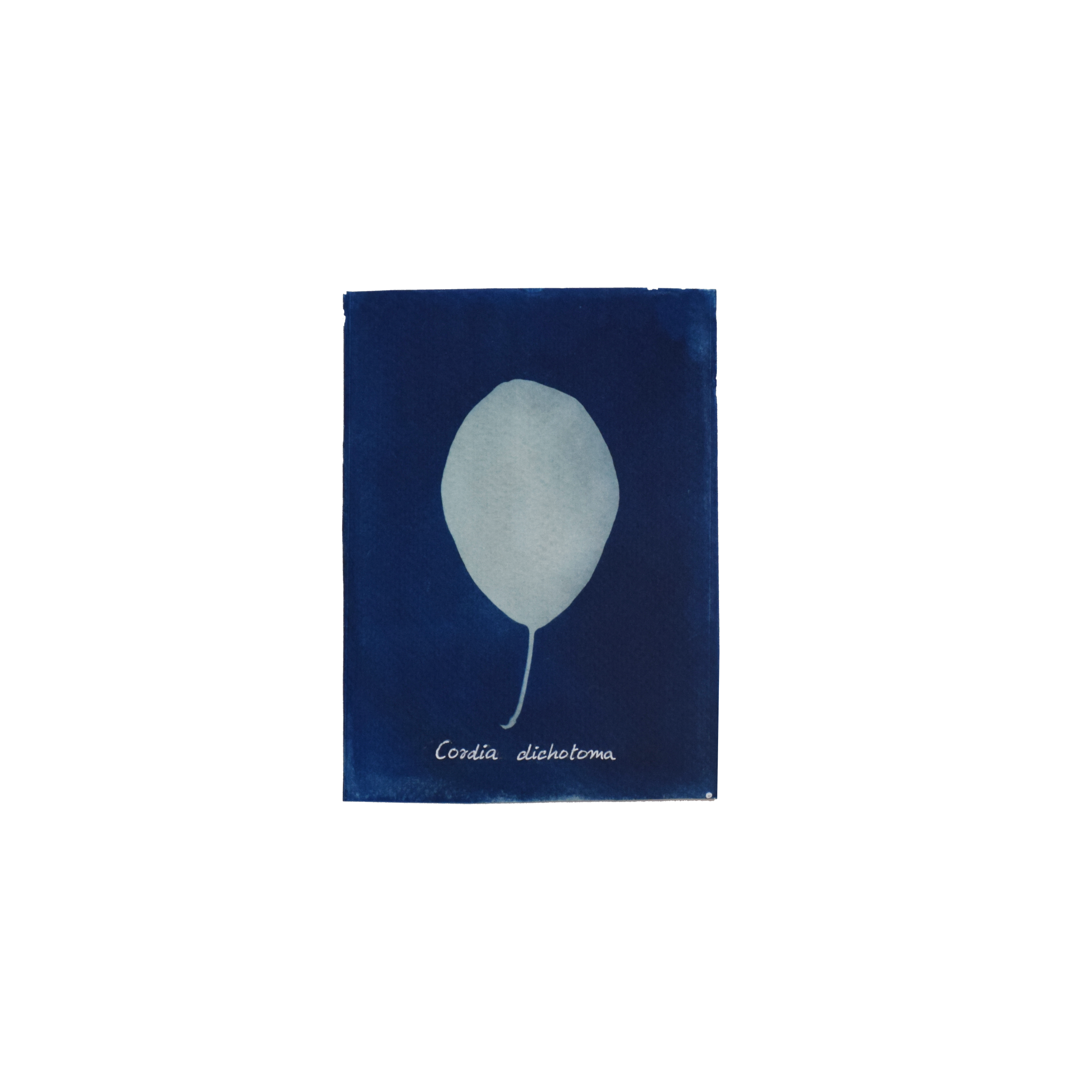 Cordia dichotoma (Indian cherry) // Leaves simple, alternate, ovate to broadly ovate or elliptic