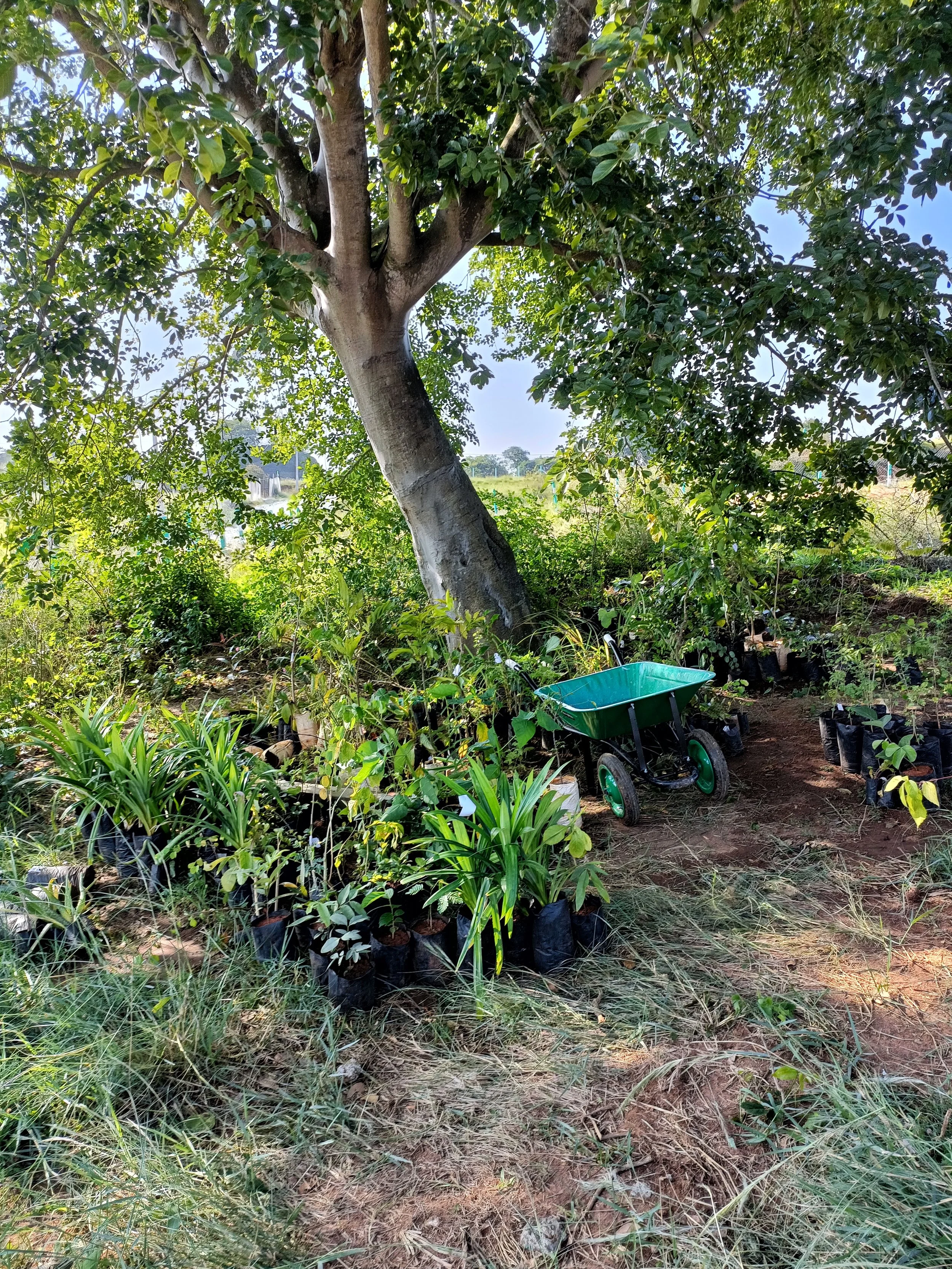 Plants ready to be sorted and planted