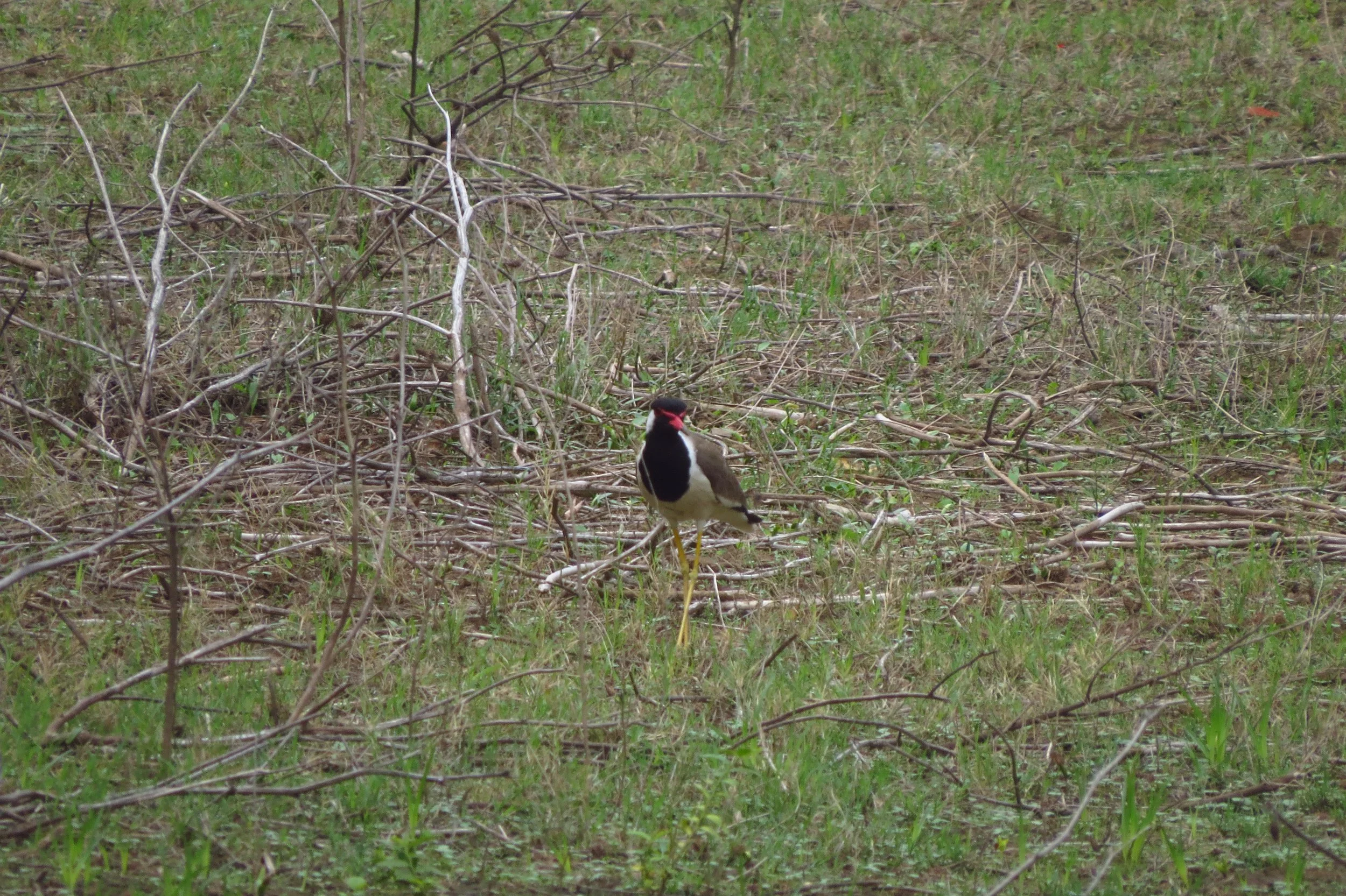 Red-wattled lapwing