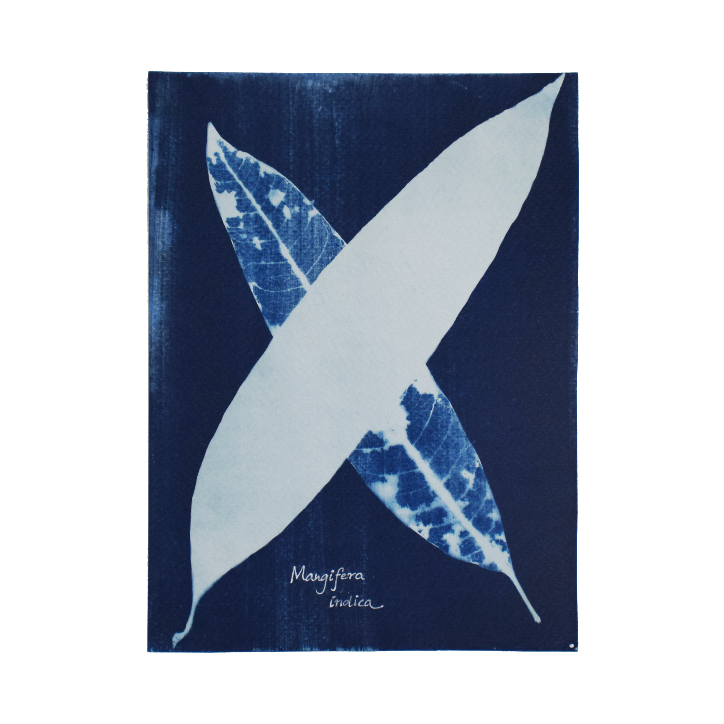 Mangifera indica (Mango) // Leaves simple, alternate, oblong-lanceolate