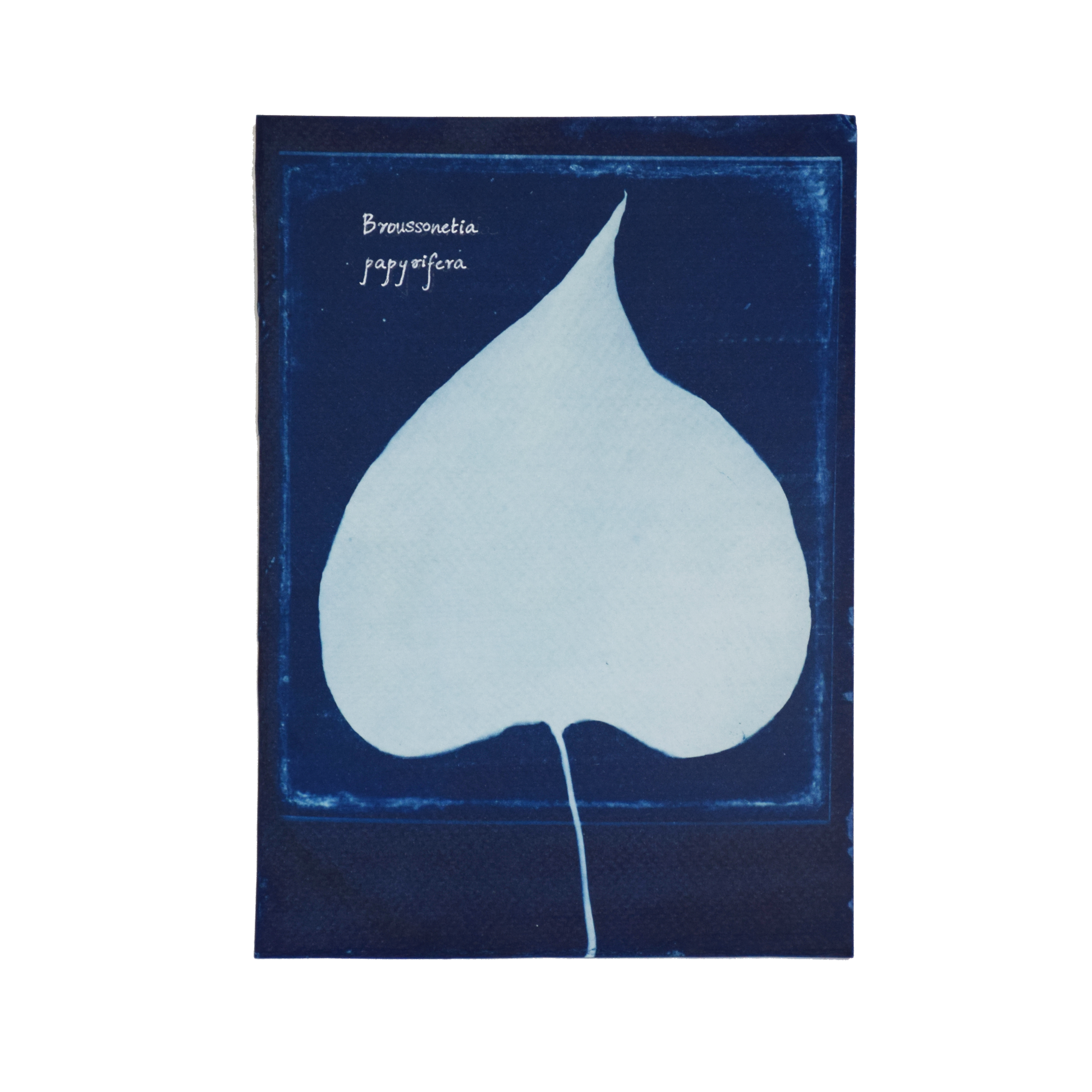 Broussonetia papyrifera (Paper mulberry) // Leaves simple, alternate, opposite or whorled, ovate heart-shaped to deeply lobed