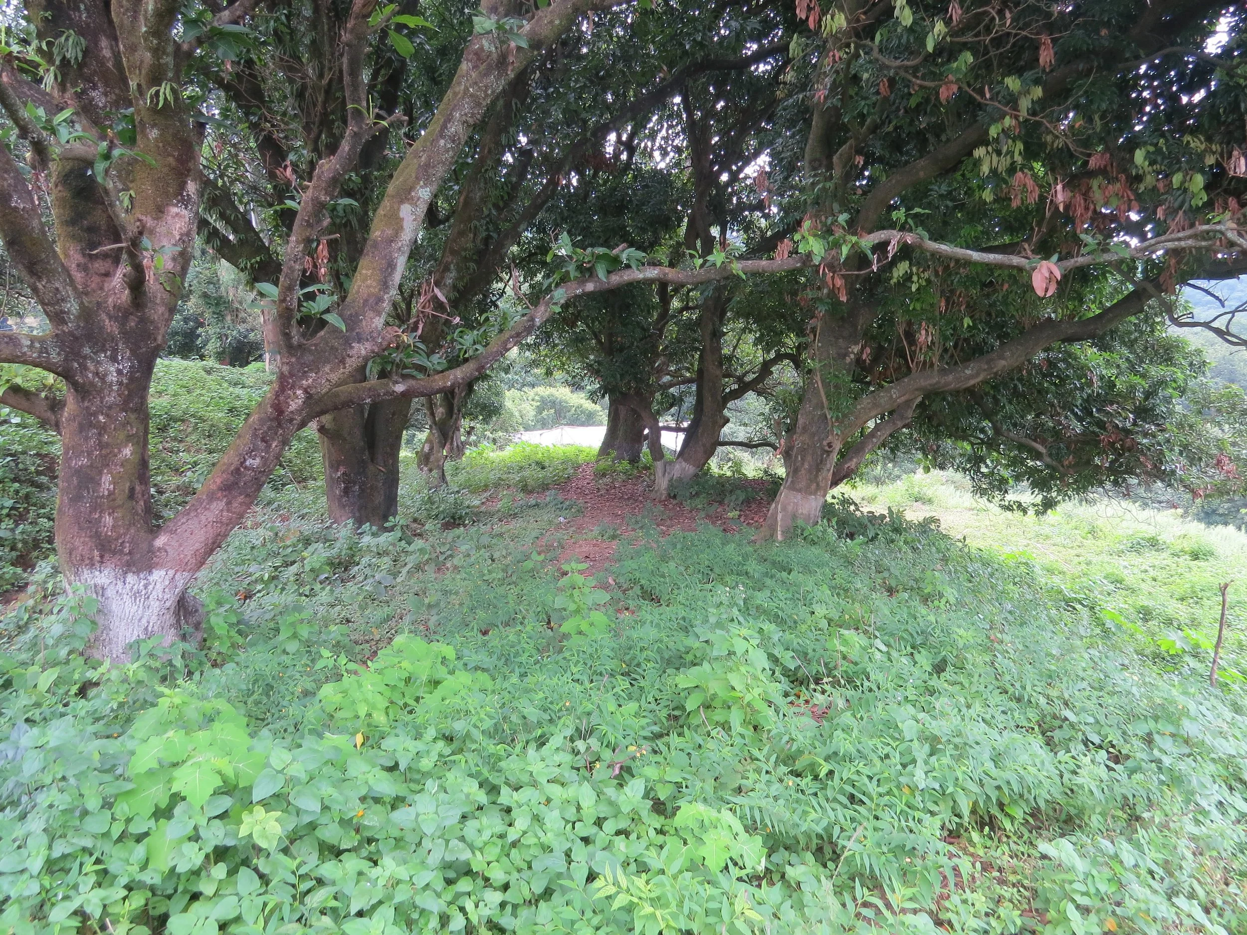 Mango orchard on site - a favourite of the elephants