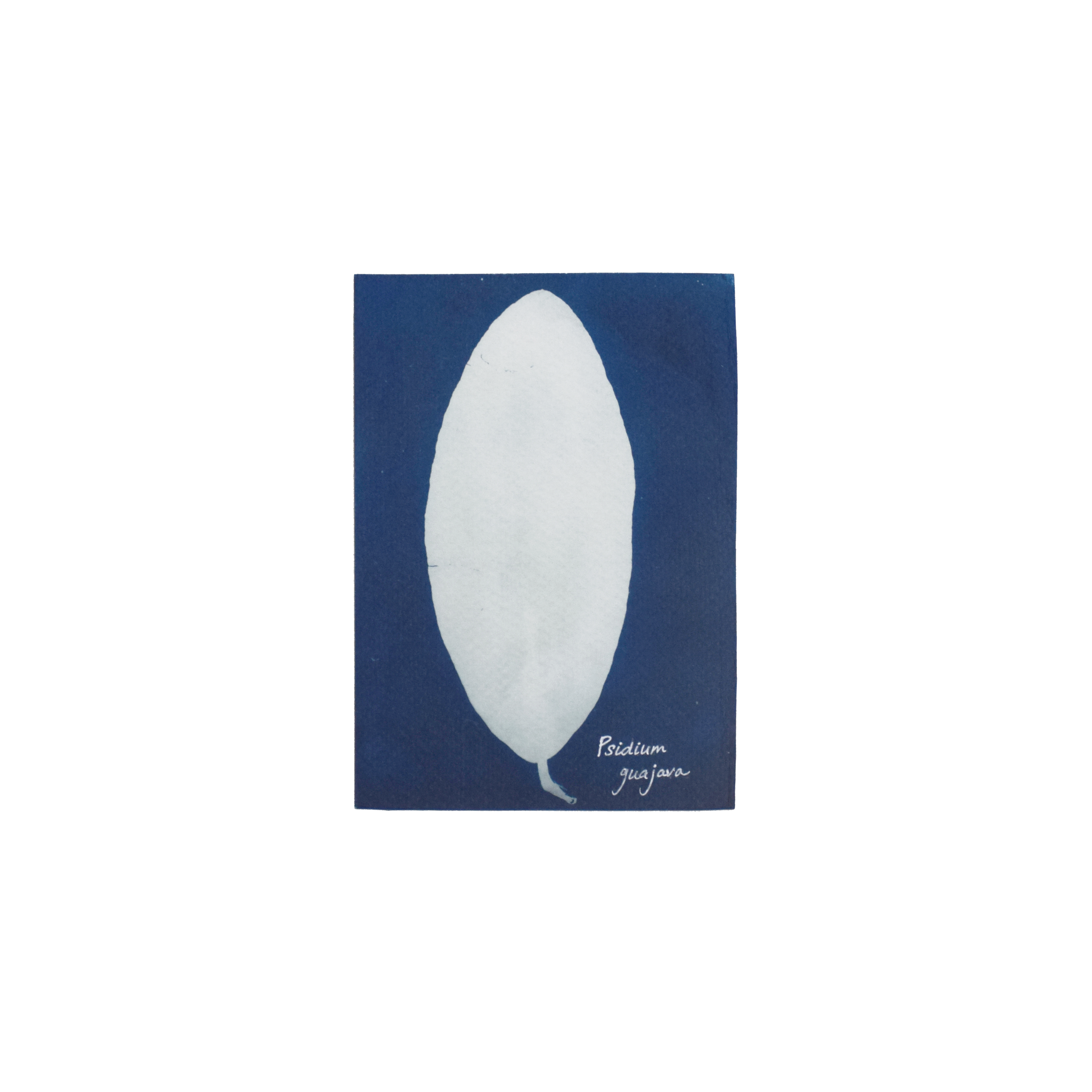 Psidium guajava (Guava) // Leaves simple, opposite, decussate, oval to oblong-elliptic