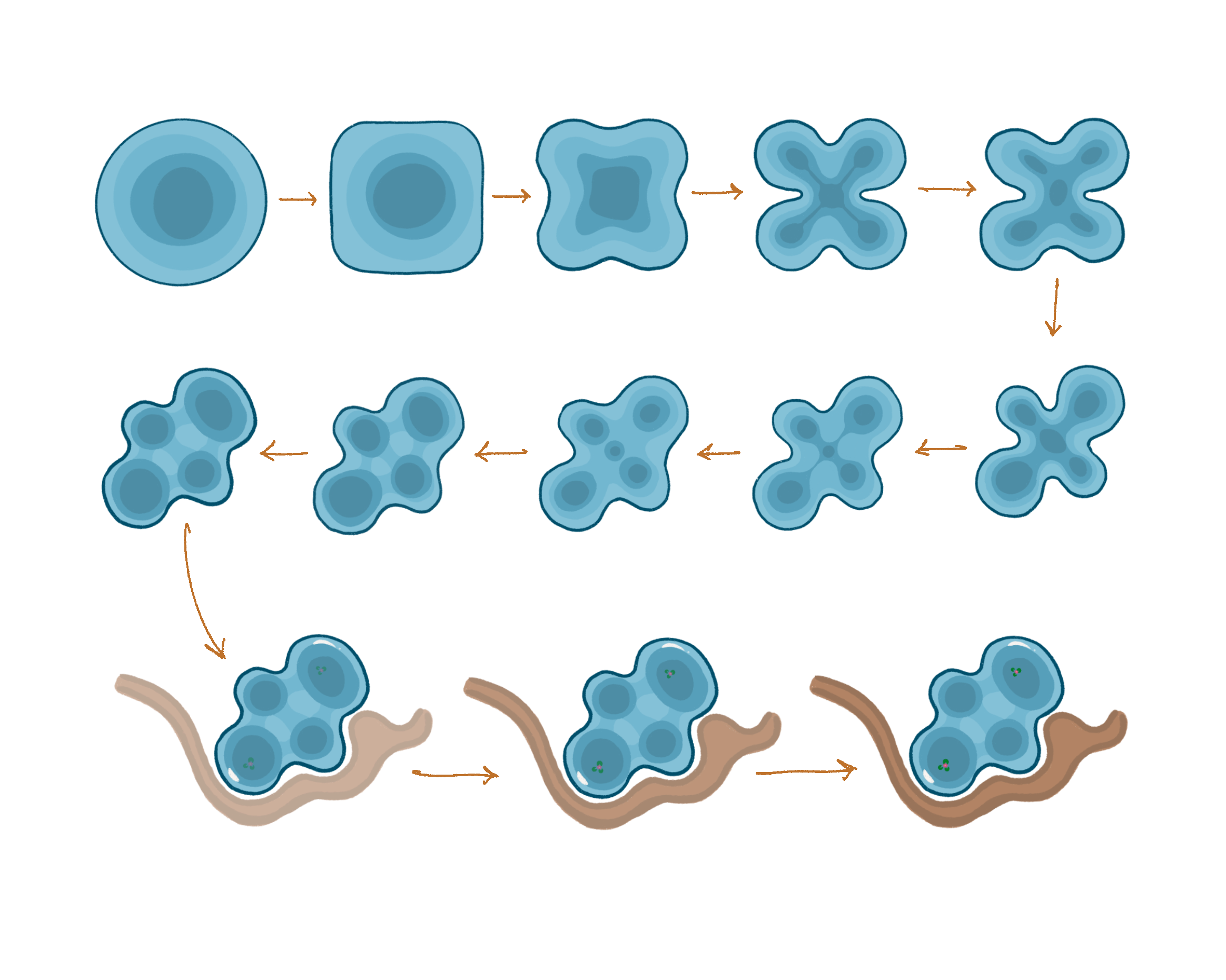 Evolution of Pond 3's shape
