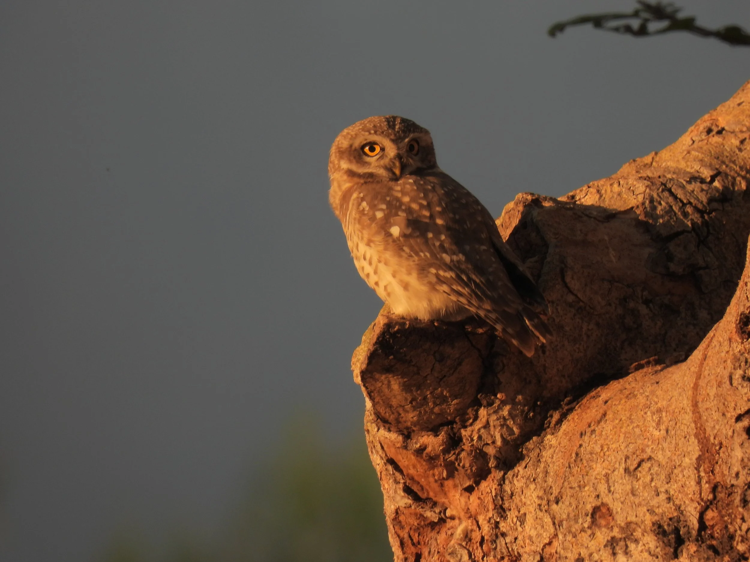 Spotted owlet, Jim Corbett National Park