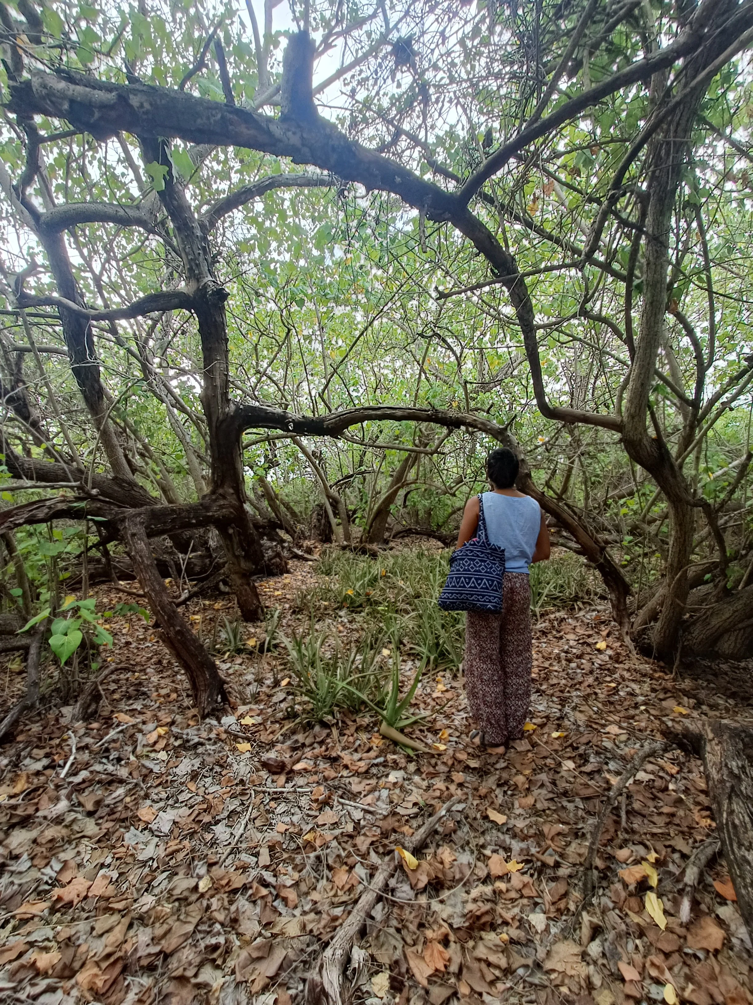 Dense canopy of Thespesia populnea (Kurusadai Island)