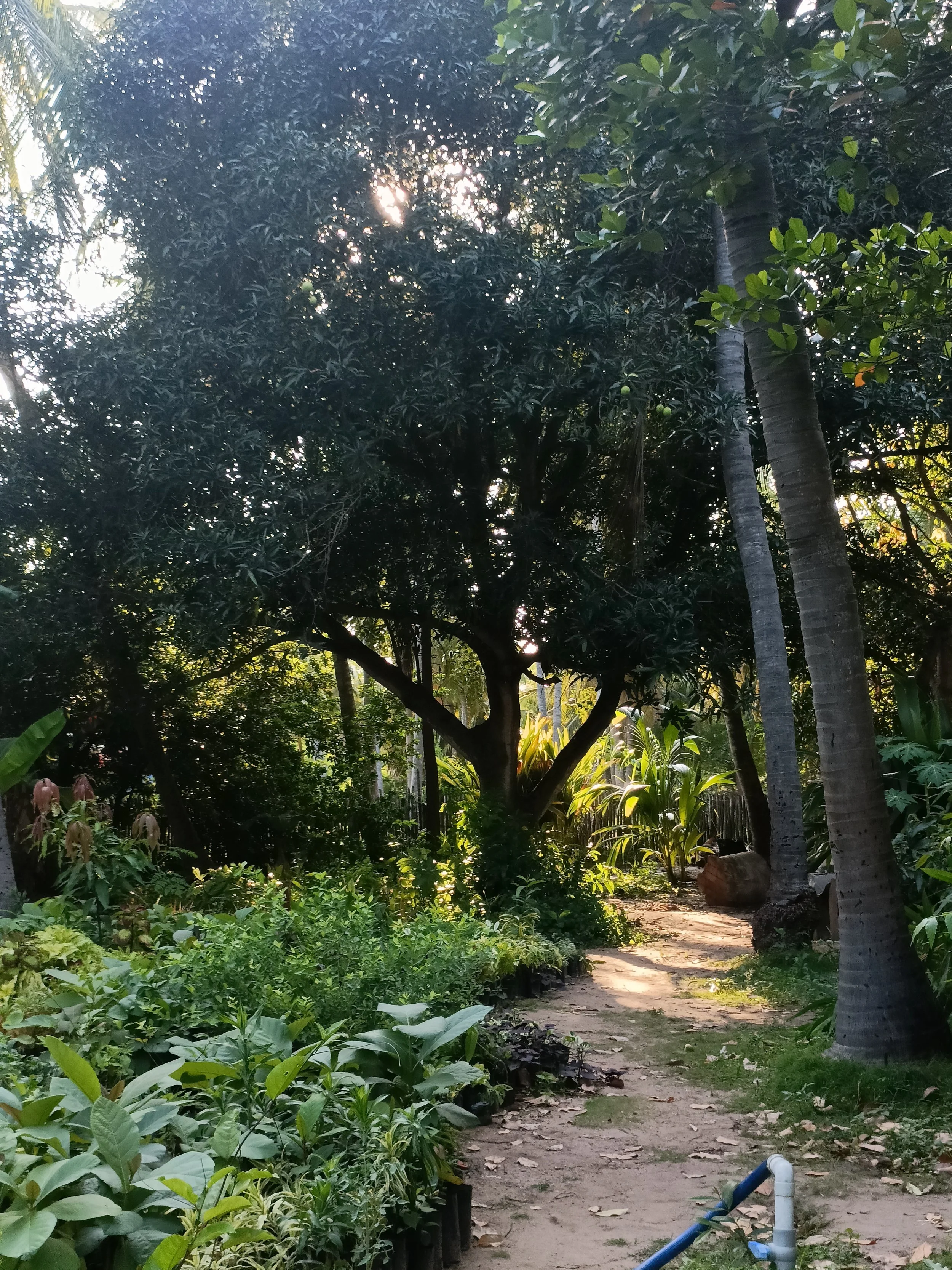 Nursery visit to source saplings