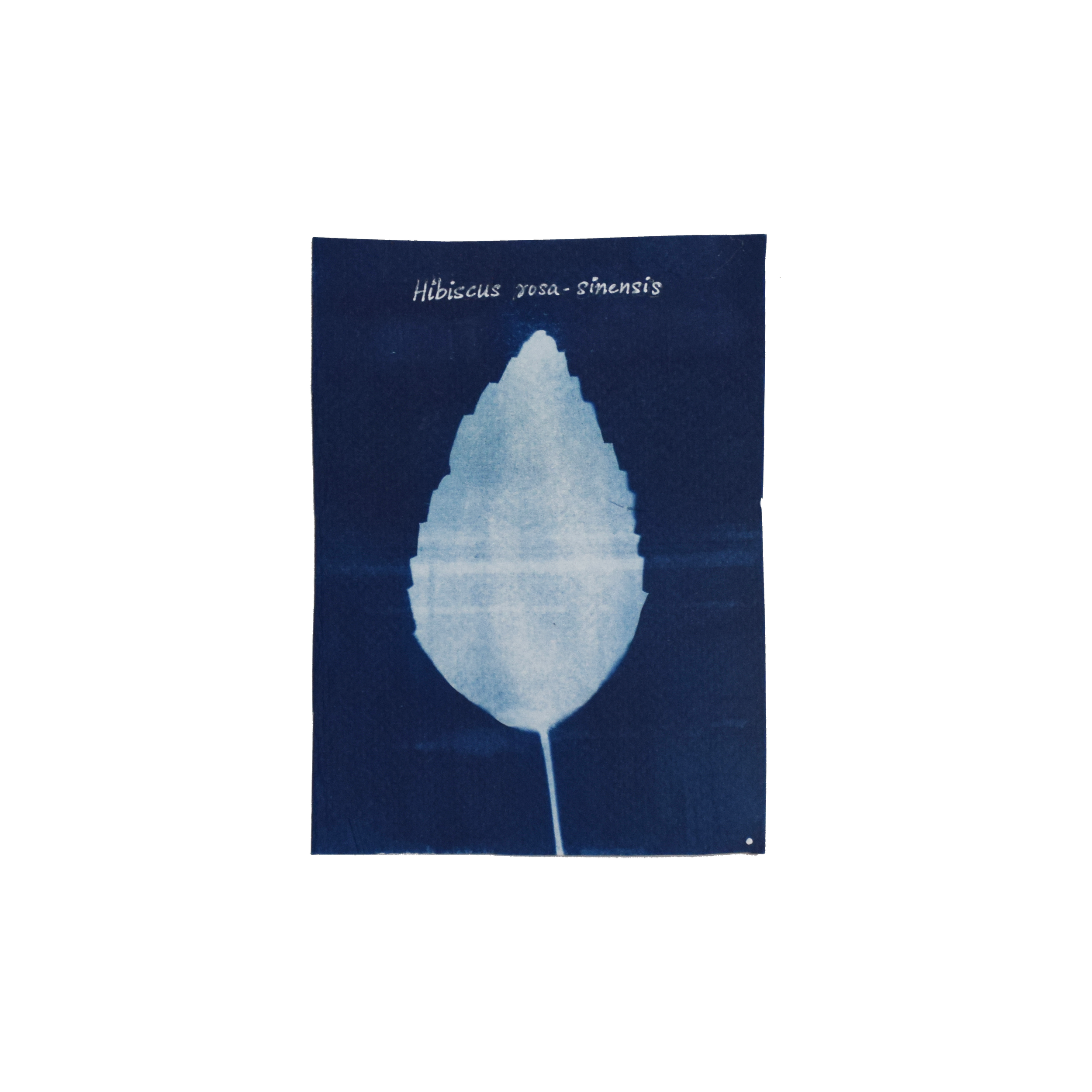 Hibiscus rosa-sinensis (Hibiscus) // Leaves, simple, alternate, ovate or lanceolate, serrated