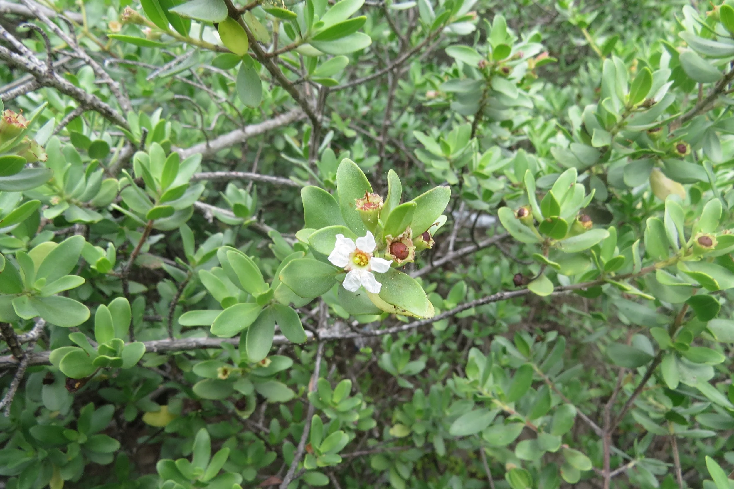 Pemphis acidula, a mangrove species (Kurusadai Island)