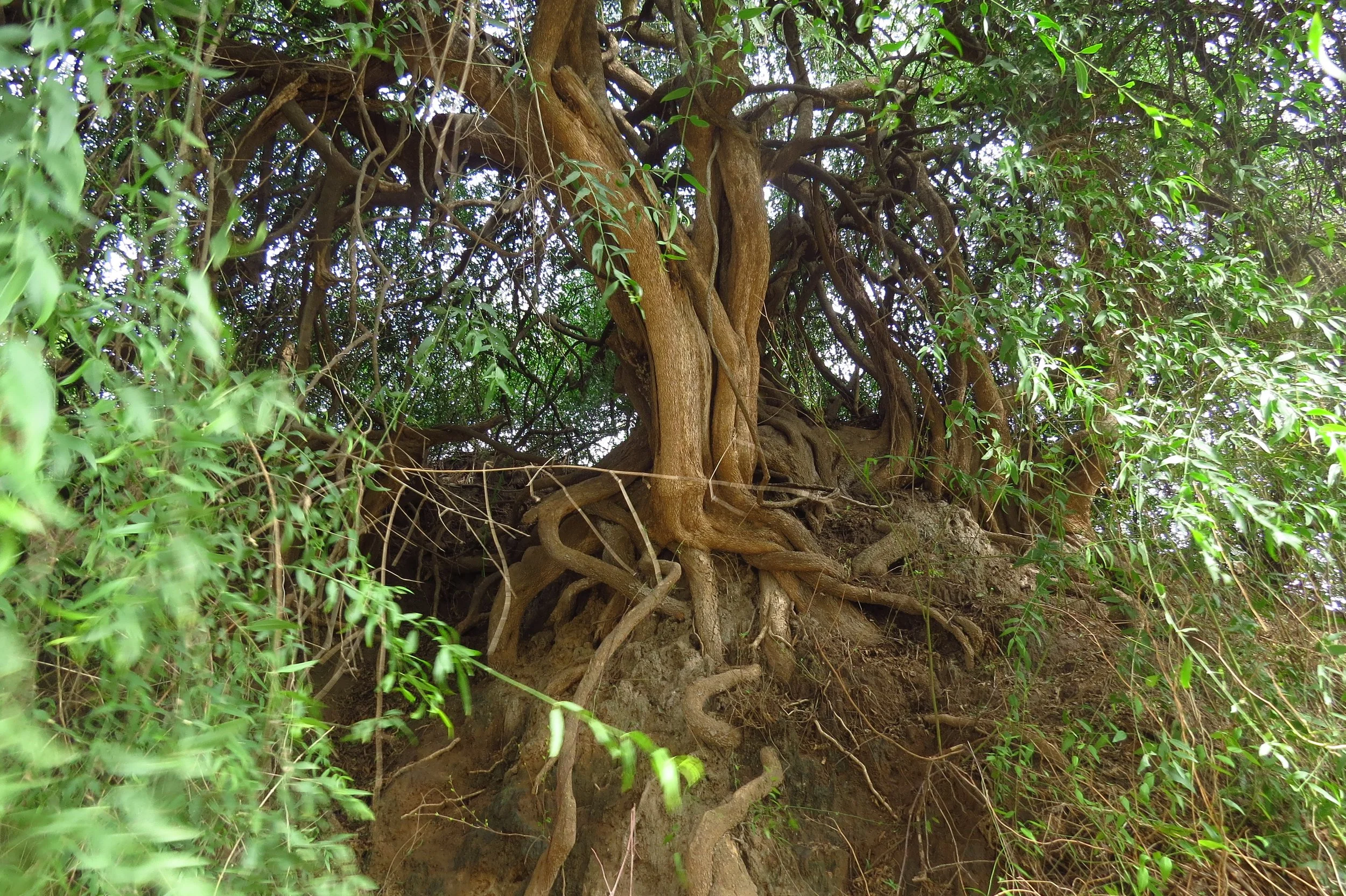 Salvadora persica - native, medicinal species