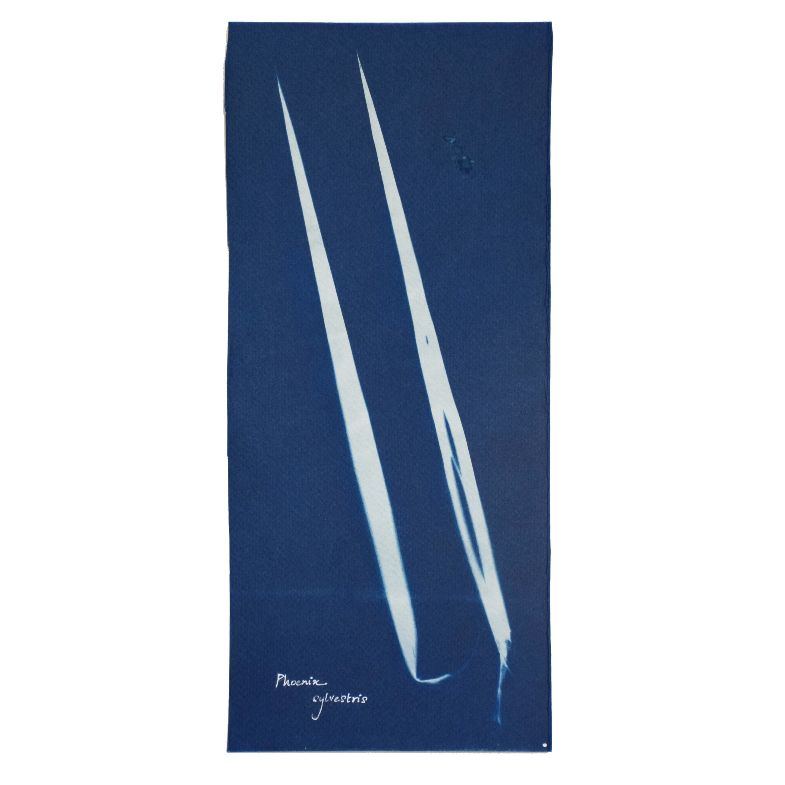 Phoenix sylvestris (Wild date palm) // Leaves compound, pinnate, linear-lanceolate with spiny points