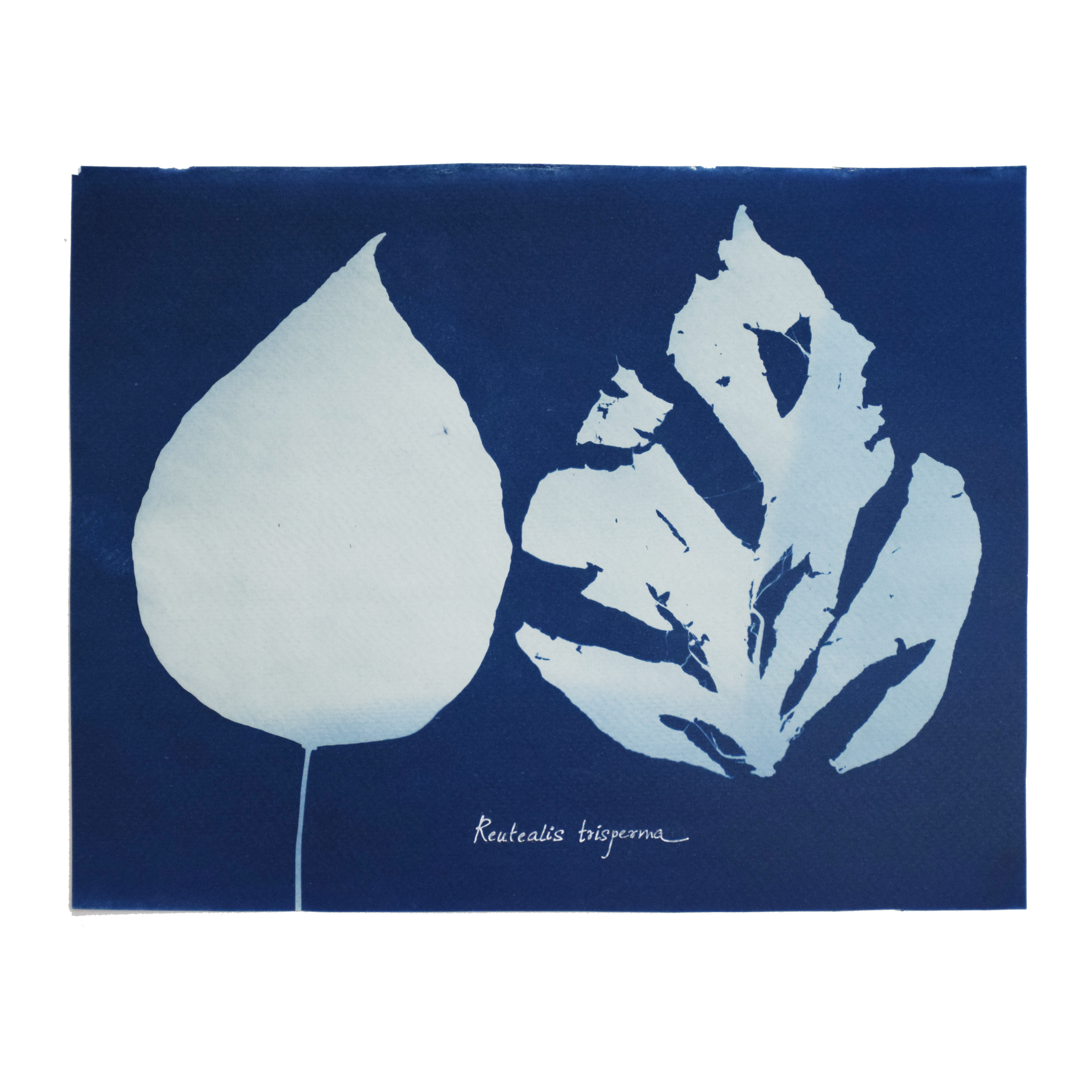 Reutealis trisperma (Phillippine tung tree) // Leaves simple, alternate, ovate to cordate, long petiole