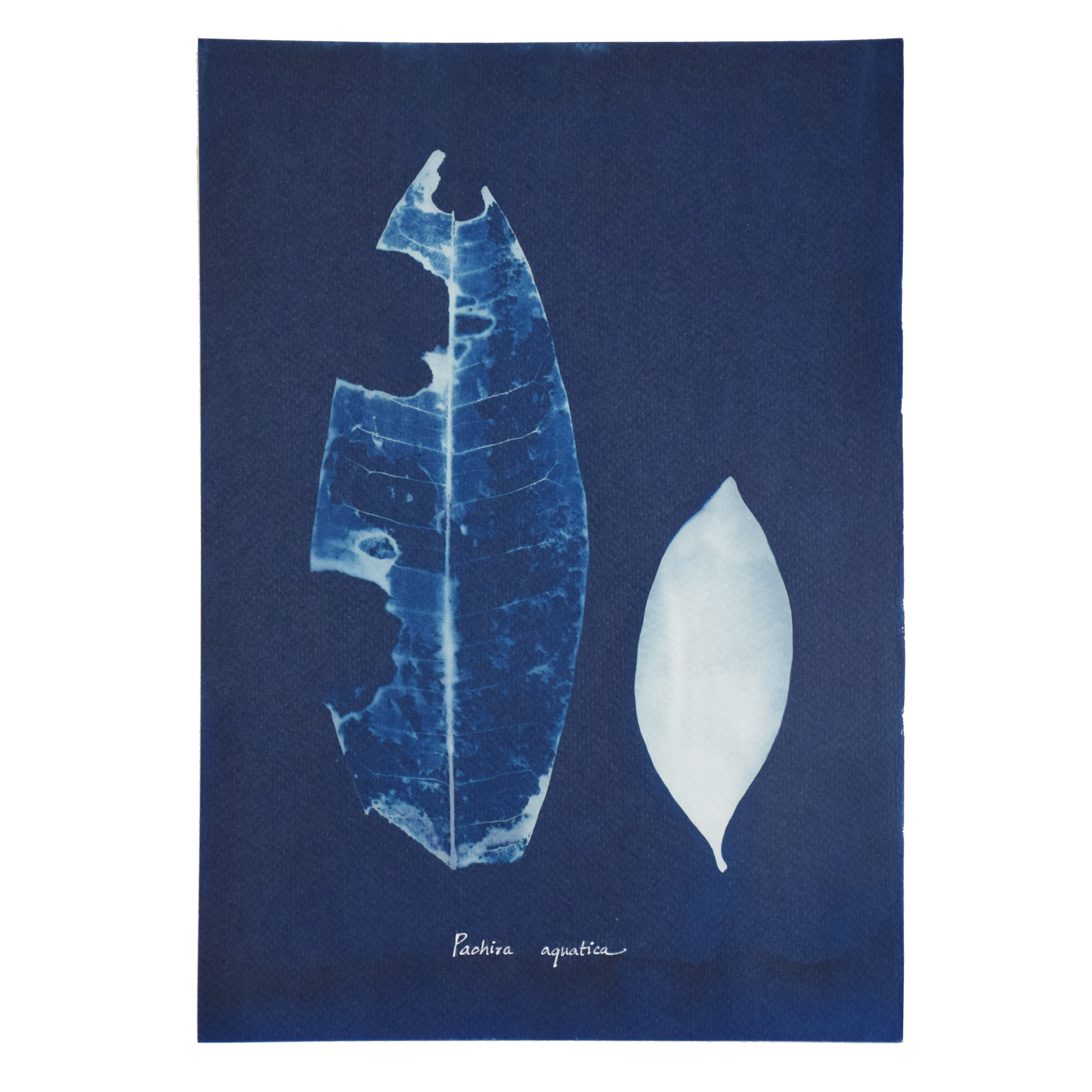 Pachira aquatica (Guiana chestnut) // Leaves palmately compound, alternate, elliptic, oval or lanceolate