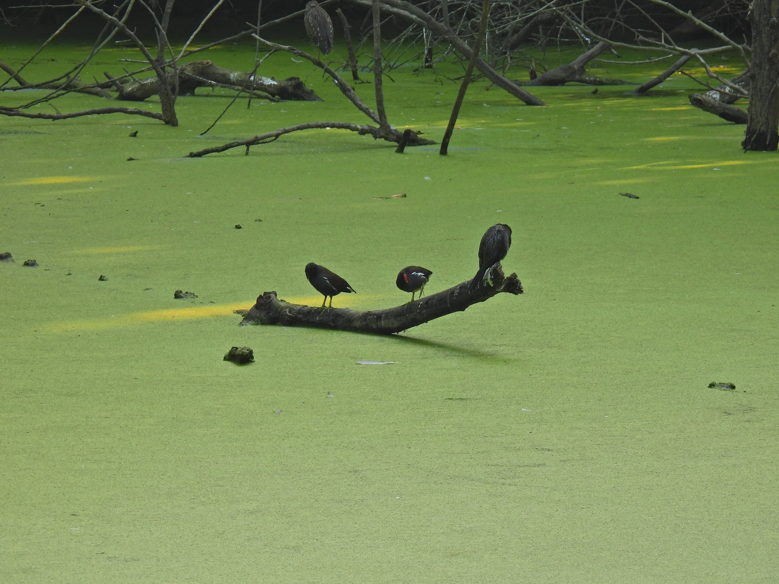 Swamp birds, Lucknow