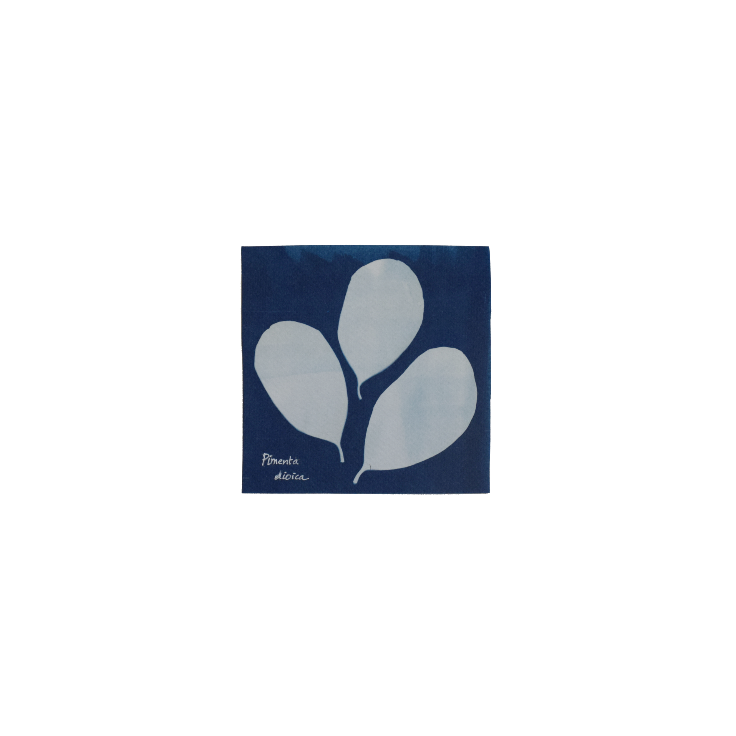 Pimenta dioica (Allspice) // Leaves simple, opposite, oval / elliptic to oblong / lanceolate