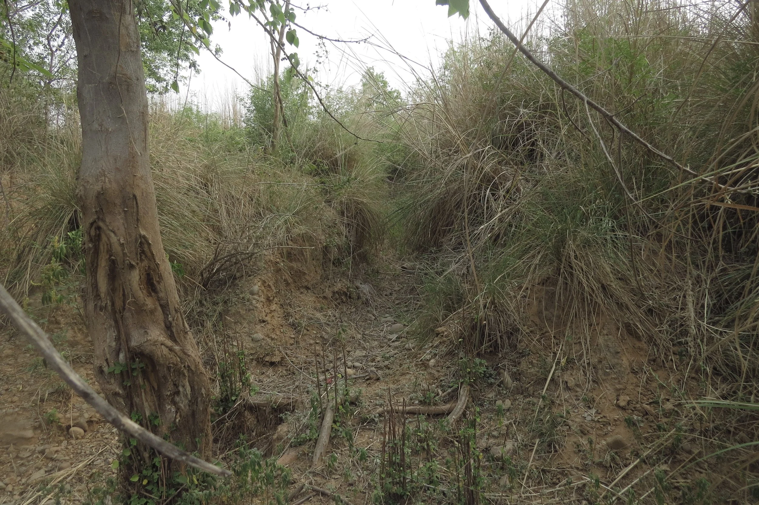 Stream bed - Kans grass (Saccharum spontaneum)