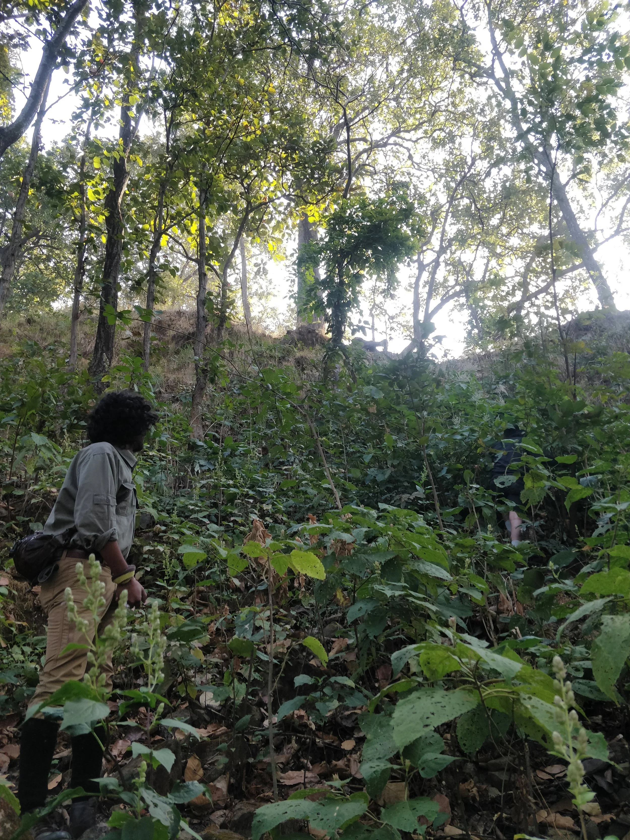 Sal forest with steep slopes