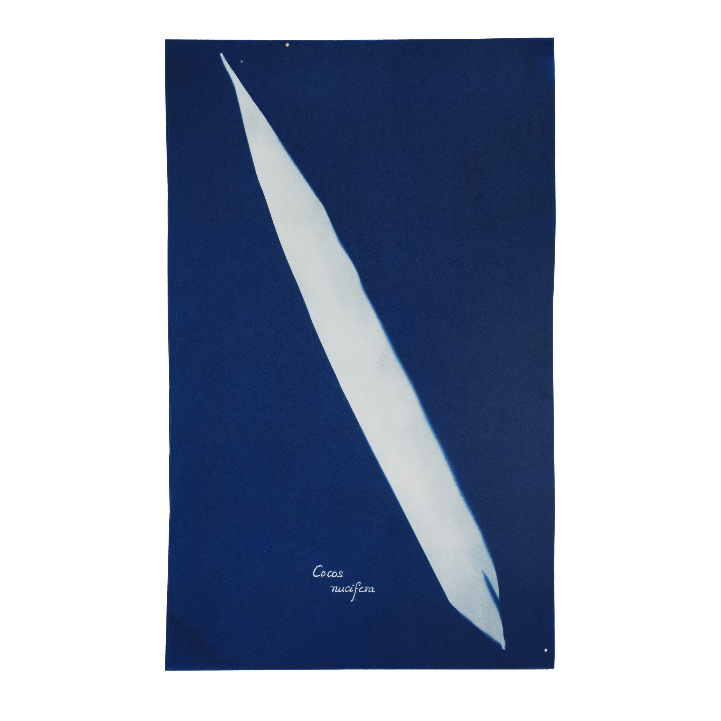 Cocos nucifera (Coconut) // Leaves compound, pinnate, linear, spirally arranged