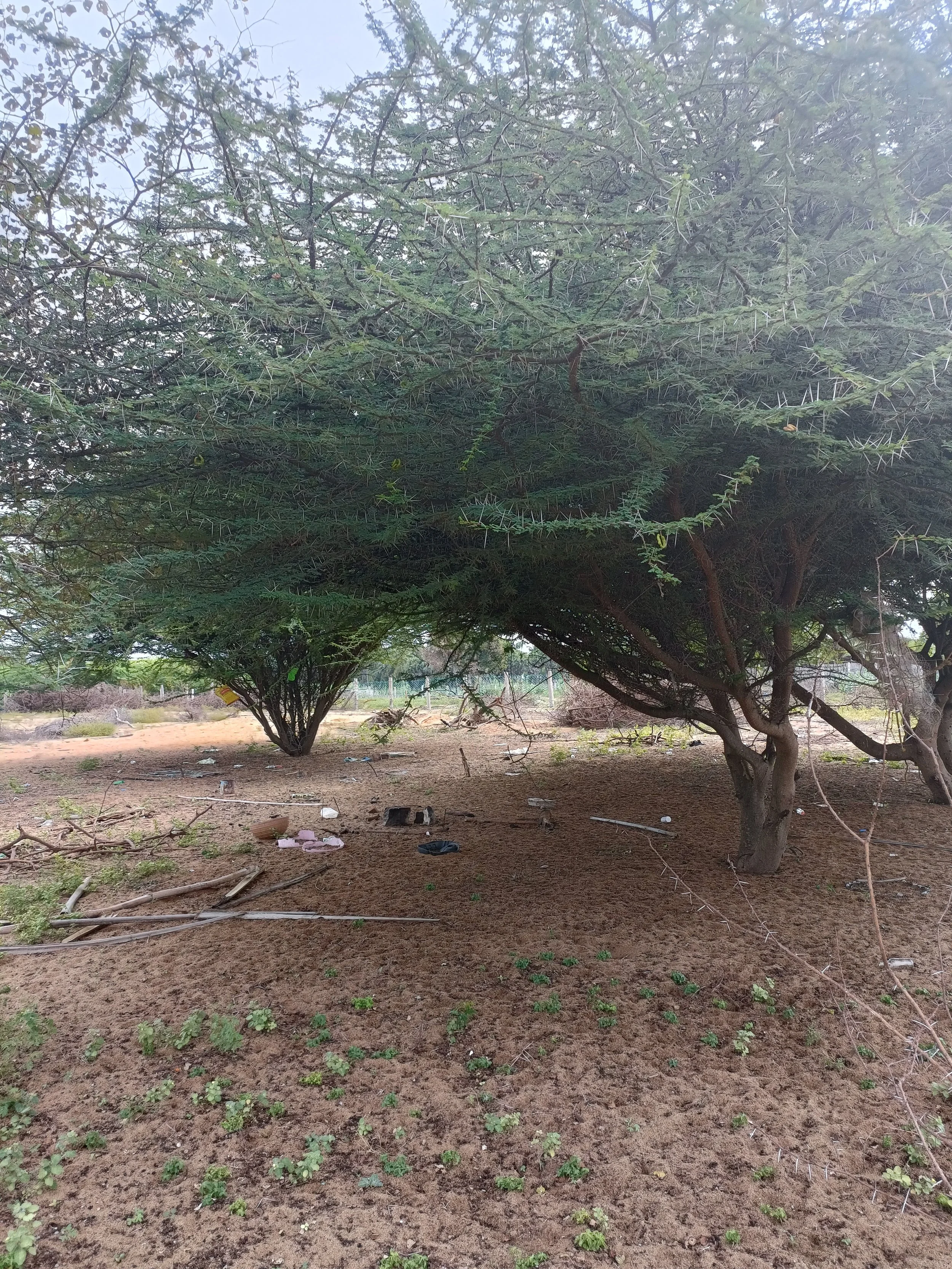 Prosopis juliflora on site (thorny invasive)