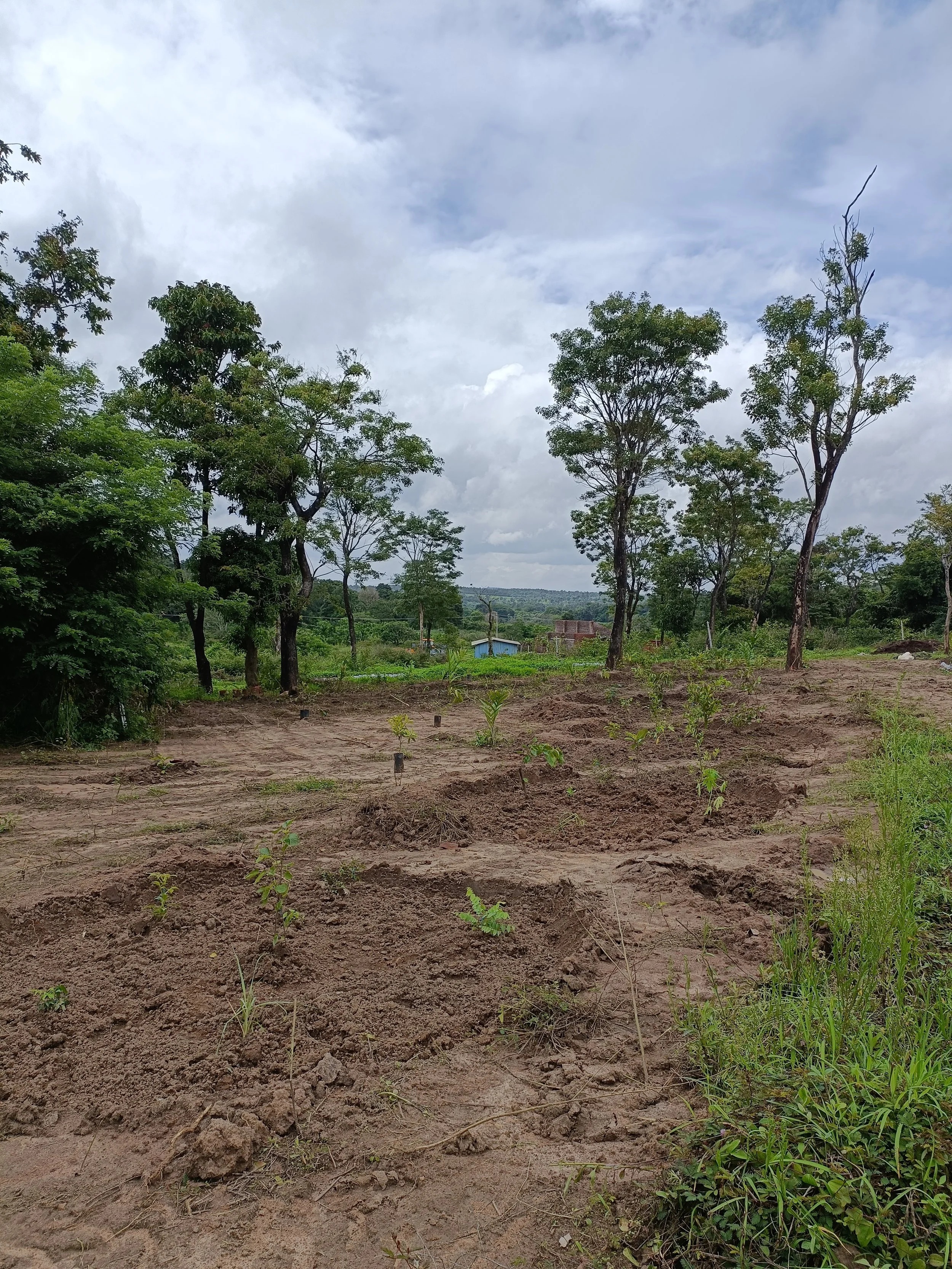 Fruit tree guilds (food forest) - freshly planted