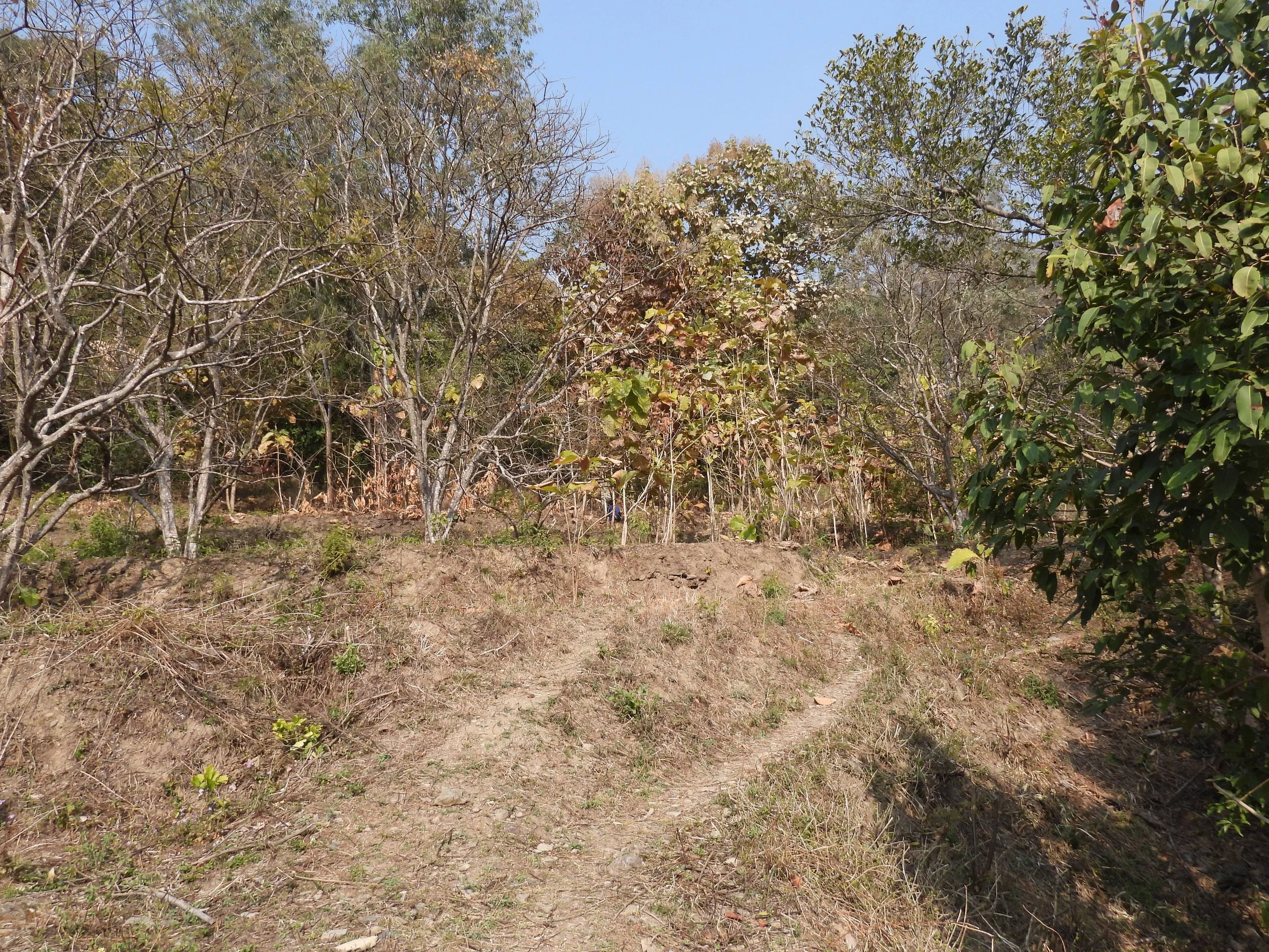 Northern section of site