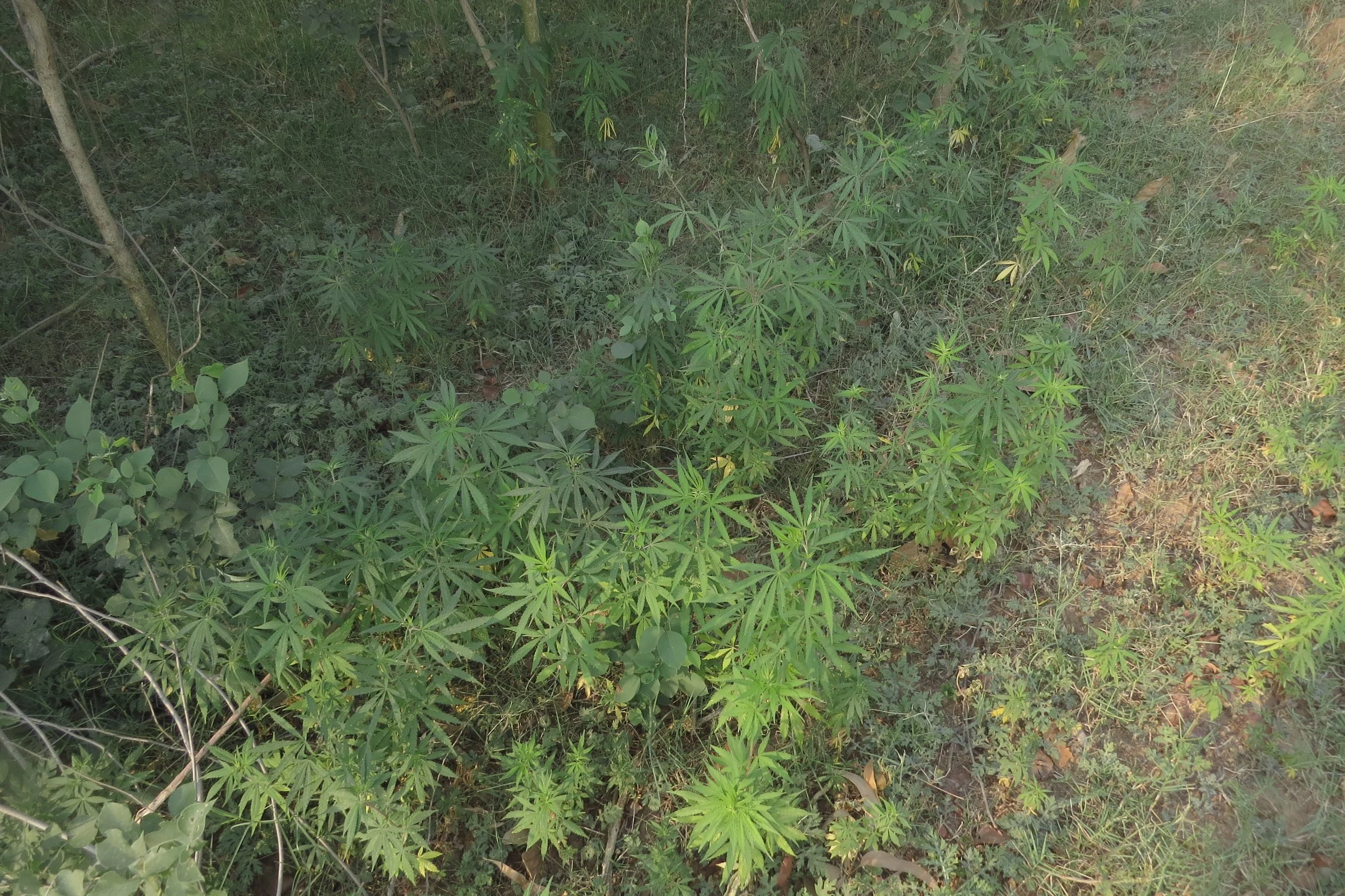 C. indica
