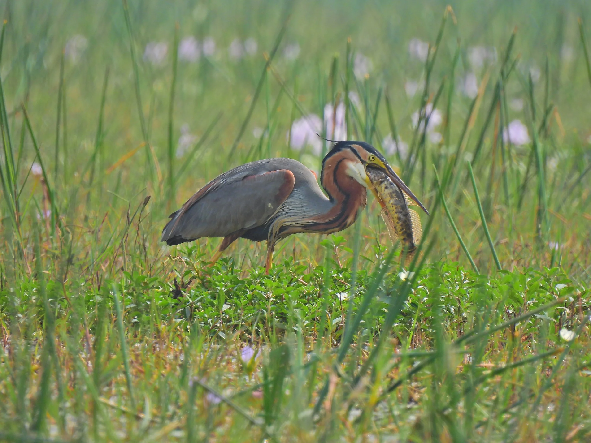 Purple Heron's lunch, Lake Chilika
