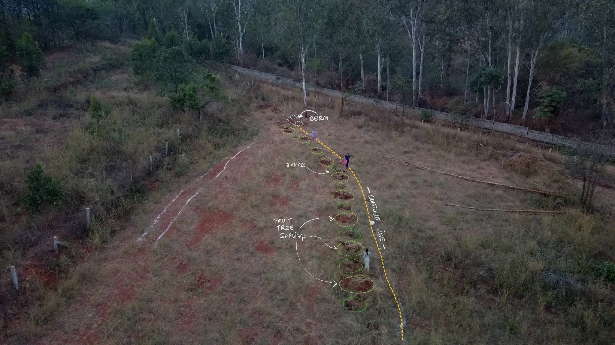 Syntropic row demo [drone shot by Nikhil Rodrigues]