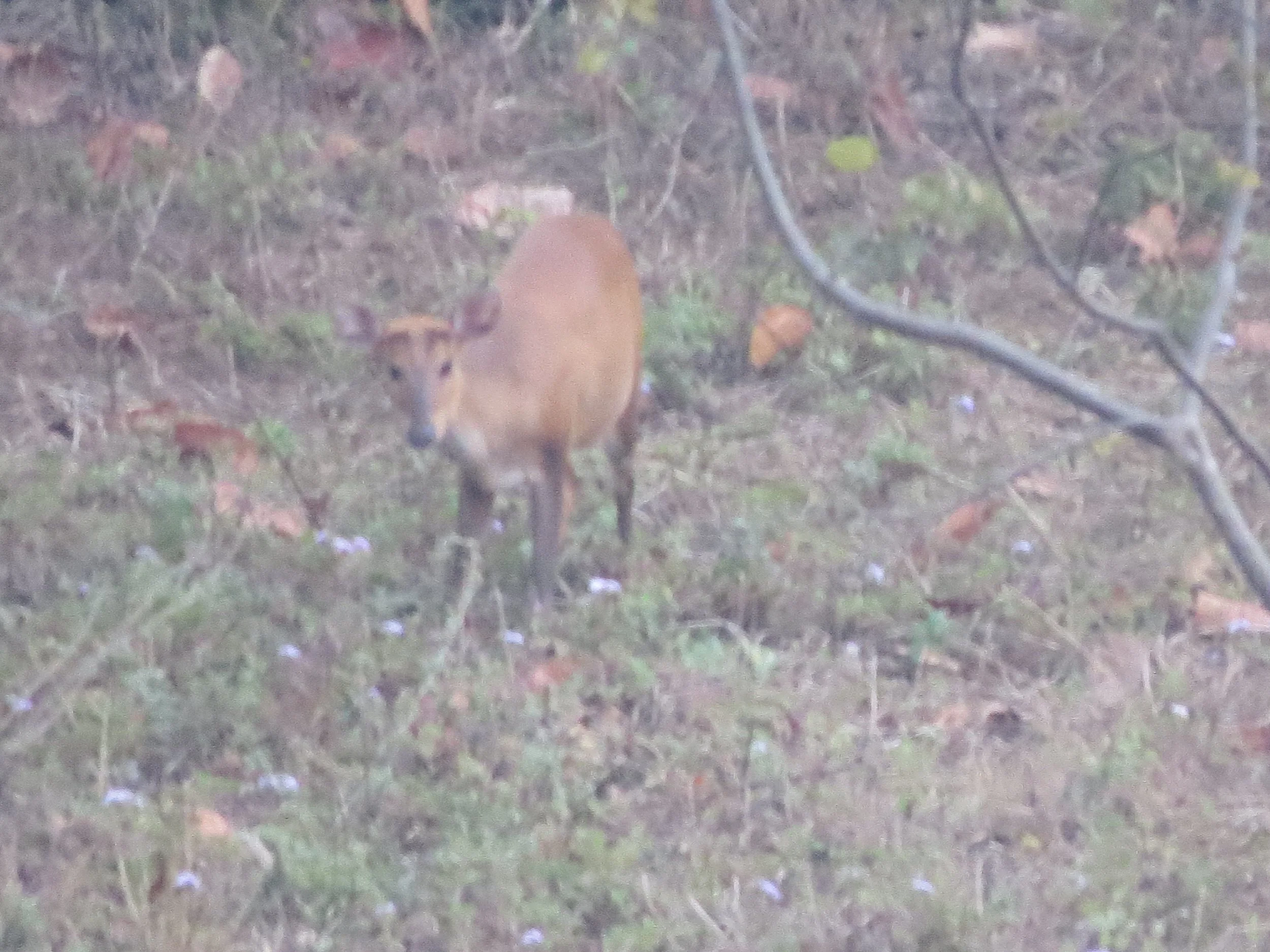 Barking deer