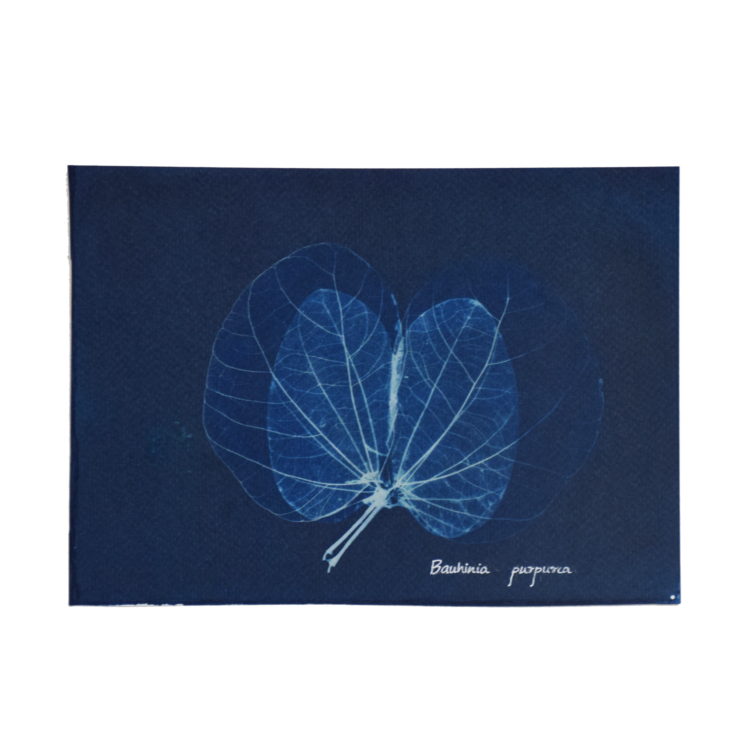 Bauhinia purpurea (Orchid tree) // Leaves simple, alternate, lobed