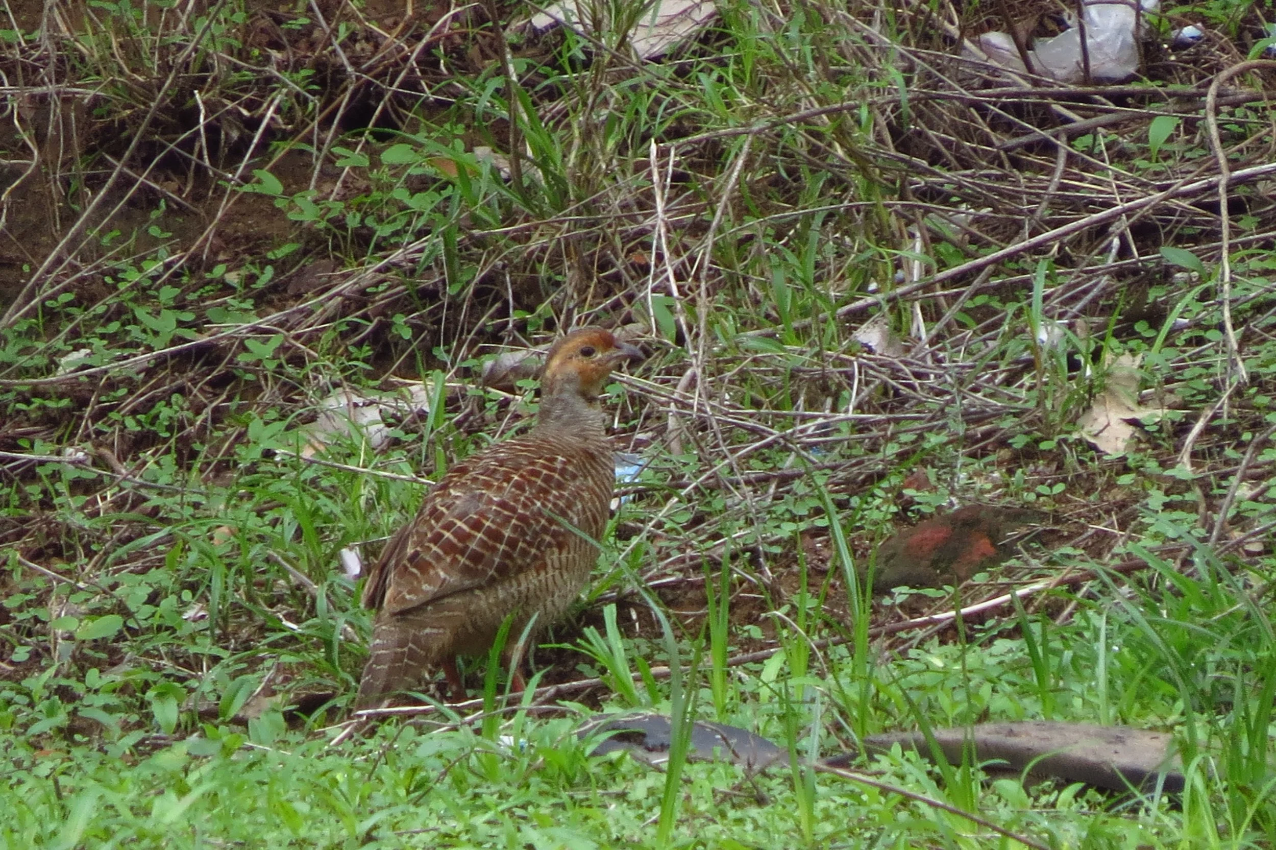 Francolin