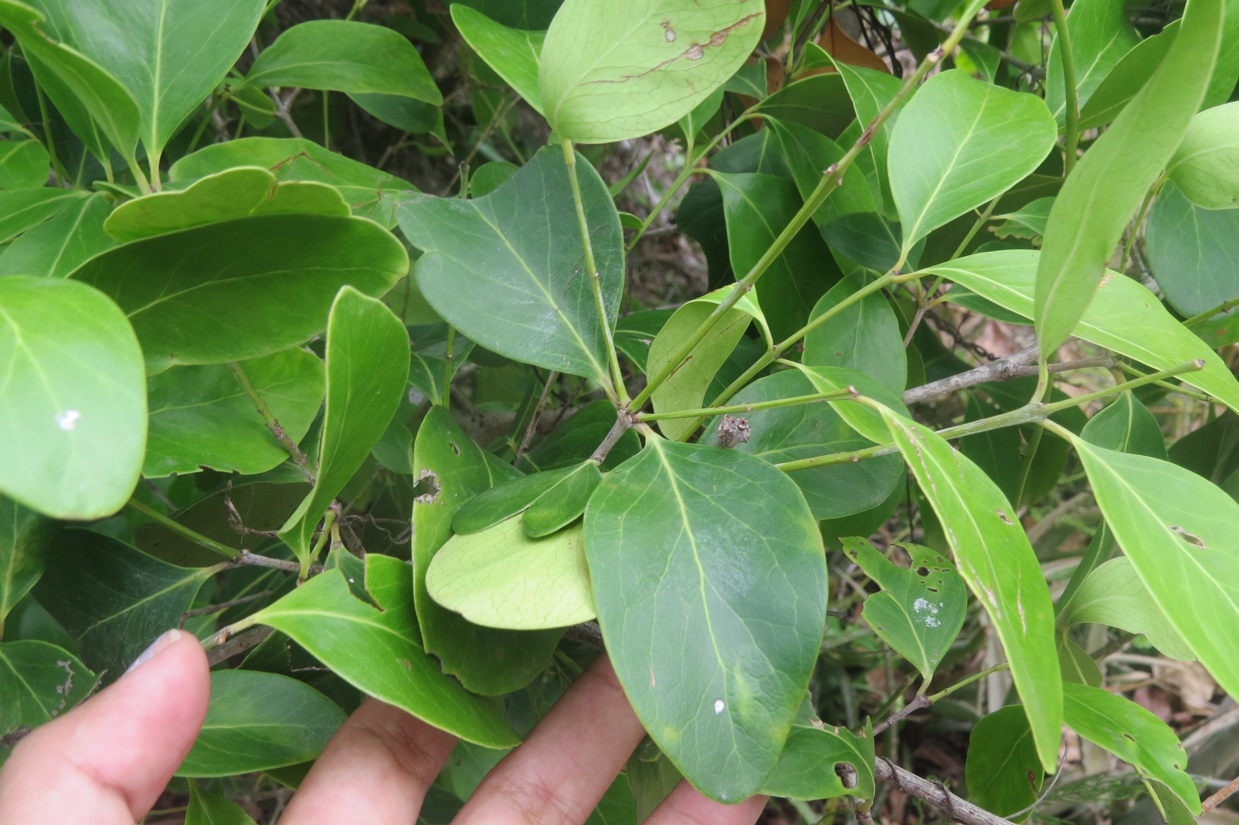 Pleurostylia opposita (Kurusadai Island)