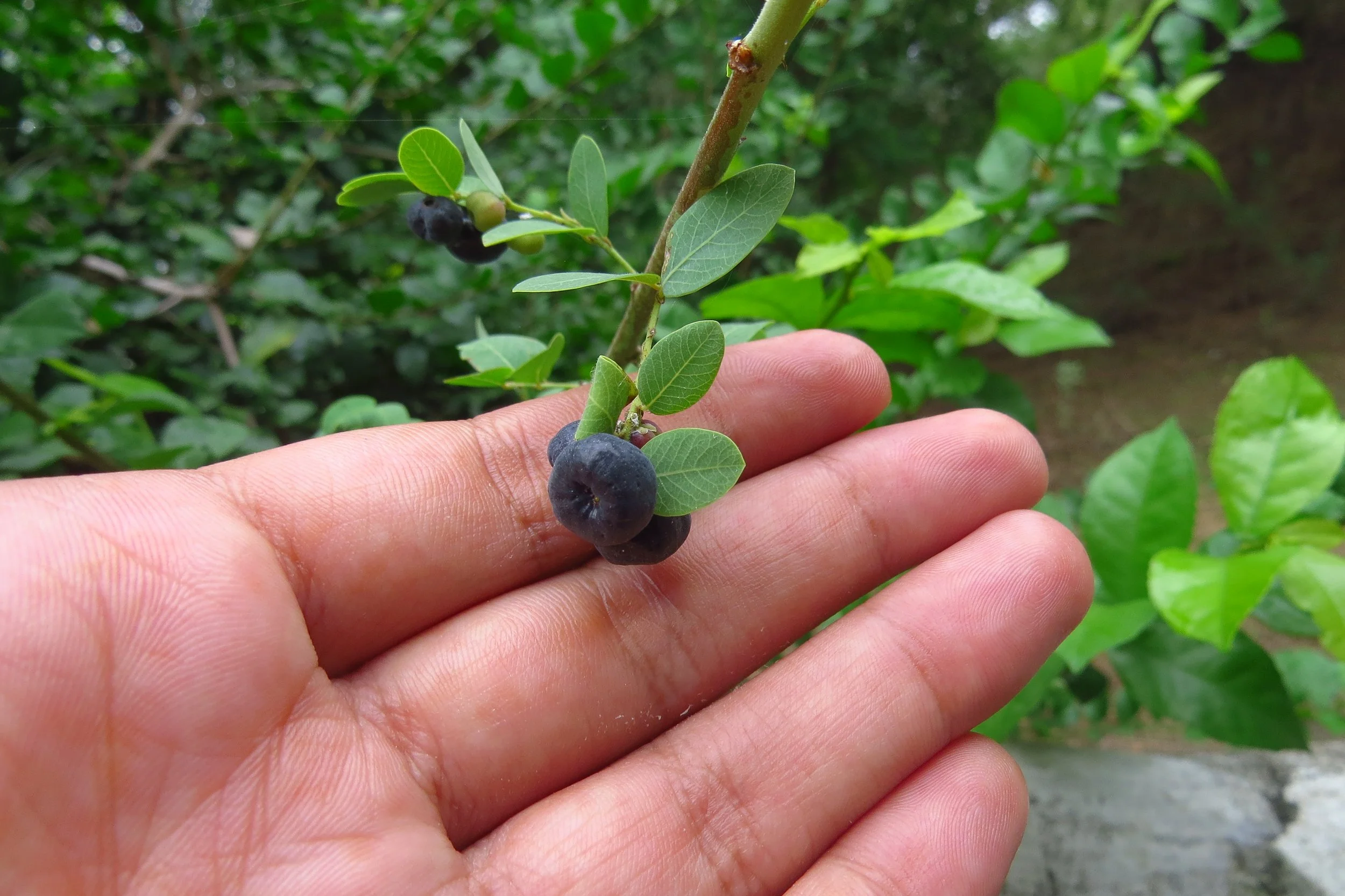 Phyllanthus reticulatus